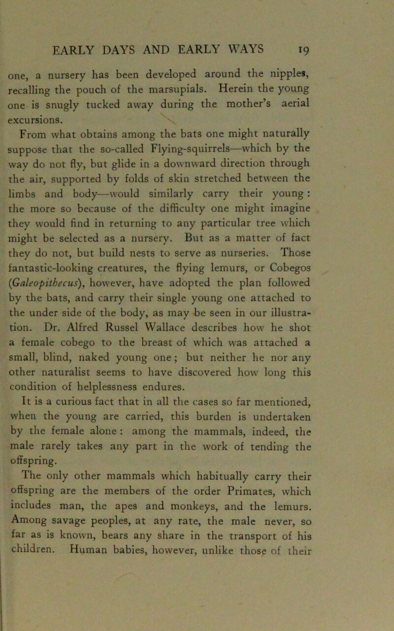 one, a nursery has been developed around the nipples, recalling the pouch of the marsupials. Herein the young one is snugly tucked away during the mother’s aerial excursions. From what obtains among the bats one might naturally suppose that the so-called Flying-squirrels—which by the way do not fly, but glide in a downward direction through the air, supported by folds of skin stretched between the limbs and body—would similarly carry their young: the more so because of the difficulty one might imagine they would find in returning to any particular tree which might be selected as a nursery. But as a matter of fact they do not, but build nests to serve as nurseries. Those fantastic-looking creatures, the flying lemurs, or Cobegos (G ale 0pith ecus), however, have adopted the plan followed by the bats, and carry their single young one attached to the under side of the body, as may be seen in our illustra- tion. Dr. Alfred Russel Wallace describes how he shot a female cobego to the breast of which was attached a small, blind, naked young one; but neither he nor any other naturalist seems to have discovered how long this condition of helplessness endures. It is a curious fact that in all the cases so far mentioned, when the young are carried, this burden is undertaken by the female alone : among the mammals, indeed, the male rarely takes any part in the work of tending the offspring. The only other mammals which habitually carry their offspring are the members of the order Primates, which includes man, the apes and monkeys, and the lemurs. Among savage peoples, at any rate, the male never, so far as is known, bears any share in the transport of his children. Human babies, however, unlike those of their