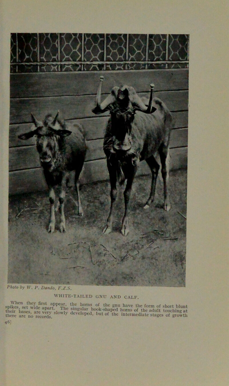 WHITE-TAILED GNU AND CALF. spikc' c w5cle -mnn P TL h,0rns, °f, ‘!!e snu have the fn™> of short blunt their iws atvm ilnlf, 5,8Ylar hook-shaped horns of the adult touching at there are no Records ' d oped> but of the intermediate stages of growth 46]