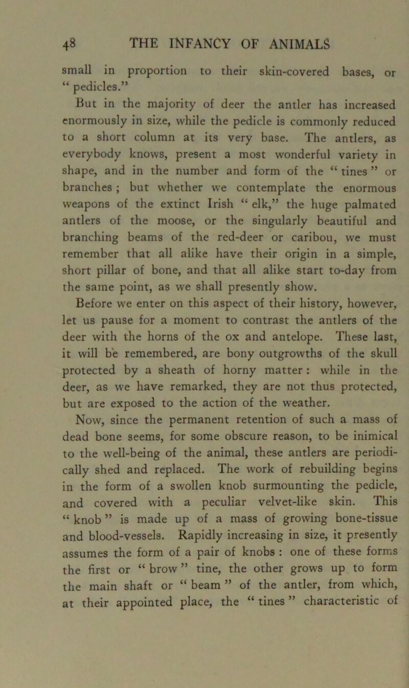 small in proportion to their skin-covered bases, or “ pedicles.” But in the majority of deer the antler has increased enormously in size, while the pedicle is commonly reduced to a short column at its very base. The antlers, as everybody knows, present a most wonderful variety in shape, and in the number and form of the “ tines ” or branches ; but whether we contemplate the enormous weapons of the extinct Irish “ elk,” the huge palmated antlers of the moose, or the singularly beautiful and branching beams of the red-deer or caribou, we must remember that all alike have their origin in a simple, short pillar of bone, and that all alike start to-day from the same point, as we shall presently show. Before we enter on this aspect of their history, however, let us pause for a moment to contrast the antlers of the deer with the horns of the ox and antelope. These last, it will be remembered, are bony outgrowths of the skull protected by a sheath of horny matter: while in the deer, as we have remarked, they are not thus protected, but are exposed to the action of the weather. Now, since the permanent retention of such a mass of dead bone seems, for some obscure reason, to be inimical to the well-being of the animal, these antlers are periodi- cally shed and replaced. The work of rebuilding begins in the form of a swollen knob surmounting the pedicle, and covered with a peculiar velvet-like skin. This “ knob ” is made up of a mass of growing bone-tissue and blood-vessels. Rapidly increasing in size, it presently assumes the form of a pair of knobs : one of these forms the first or “ brow ” tine, the other grows up to form the main shaft or “ beam ” of the antler, from which, at their appointed place, the “ tines ” characteristic of