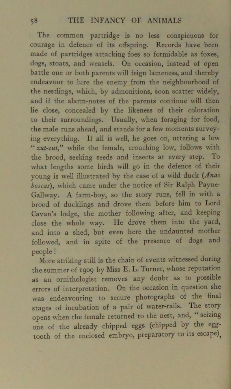 The common partridge is no less conspicuous for courage in defence of its offspring. Records have been made of partridges attacking foes so formidable as foxes, dogs, stoats, and weasels. On occasion, instead of open battle one or both parents will feign lameness, and thereby endeavour to lure the enemy from the neighbourhood of the nestlings, which, by admonitions, soon scatter widely, and if the alarm-notes of the parents continue wall then lie close, concealed by the likeness of their coloration to their surroundings. Usually, when foraging for food, the male runs ahead, and stands for a few moments survey- ing everything. If all is well, he goes on, uttering a low “ zut-zut” while the female, crouching low, follows with the brood, seeking seeds and insects at every step. To what lengths some birds will go in the defence of their young is well illustrated by the case of a wild duck (Anas boscas), which came under the notice of Sir Ralph Payne- Gallway. A farm-boy, so the story runs, fell in with a brood of ducklings and drove them before him to Lord Cavan’s lodge, the mother following after, and keeping close the whole way. He drove them into the yard, and into a shed, but even here the undaunted mother followed, and in spite of the presence of dogs and people ! More striking still is the chain of events witnessed during the summer of 1909 by Miss E. L. Turner, whose reputation as an ornithologist removes any doubt as to possible errors of interpretation. On the occasion in question she was endeavouring to secure photographs of the final stages of incubation of a pair of water-rails. The story opens when the female returned to the nest, and, seizing one of the already chipped eggs (chipped by the egg- tooth of the enclosed embryo, preparatory to its escape)^