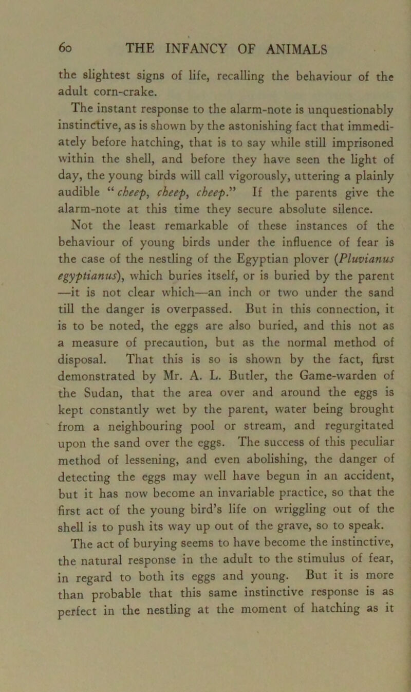 the slightest signs of life, recalling the behaviour of the adult corn-crake. The instant response to the alarm-note is unquestionably instinctive, as is shown by the astonishing fact that immedi- ately before hatching, that is to say while still imprisoned within the shell, and before they have seen the light of day, the young birds will call vigorously, uttering a plainly audible “ cheep, cheep, cheep.” If the parents give the alarm-note at this time they secure absolute silence. Not the least remarkable of these instances of the behaviour of young birds under the influence of fear is the case of the nestling of the Egyptian plover (Pluvianus egyptianus), which buries itself, or is buried by the parent —it is not clear w'hich—an inch or two under the sand till the danger is overpassed. But in this connection, it is to be noted, the eggs are also buried, and this not as a measure of precaution, but as the normal method of disposal. That this is so is shown by the fact, first demonstrated by Mr. A. L. Butler, the Game-warden of the Sudan, that the area over and around the eggs is kept constantly wet by the parent, water being brought from a neighbouring pool or stream, and regurgitated upon the sand over the eggs. The success of this peculiar method of lessening, and even abolishing, the danger of detecting the eggs may well have begun in an accident, but it has now become an invariable practice, so that the first act of the young bird’s life on wriggling out of the shell is to push its way up out of the grave, so to speak. The act of burying seems to have become the instinctive, the natural response in the adult to the stimulus of fear, in regard to both its eggs and young. But it is more than probable that this same instinctive response is as perfect in the nestling at the moment of hatching as it