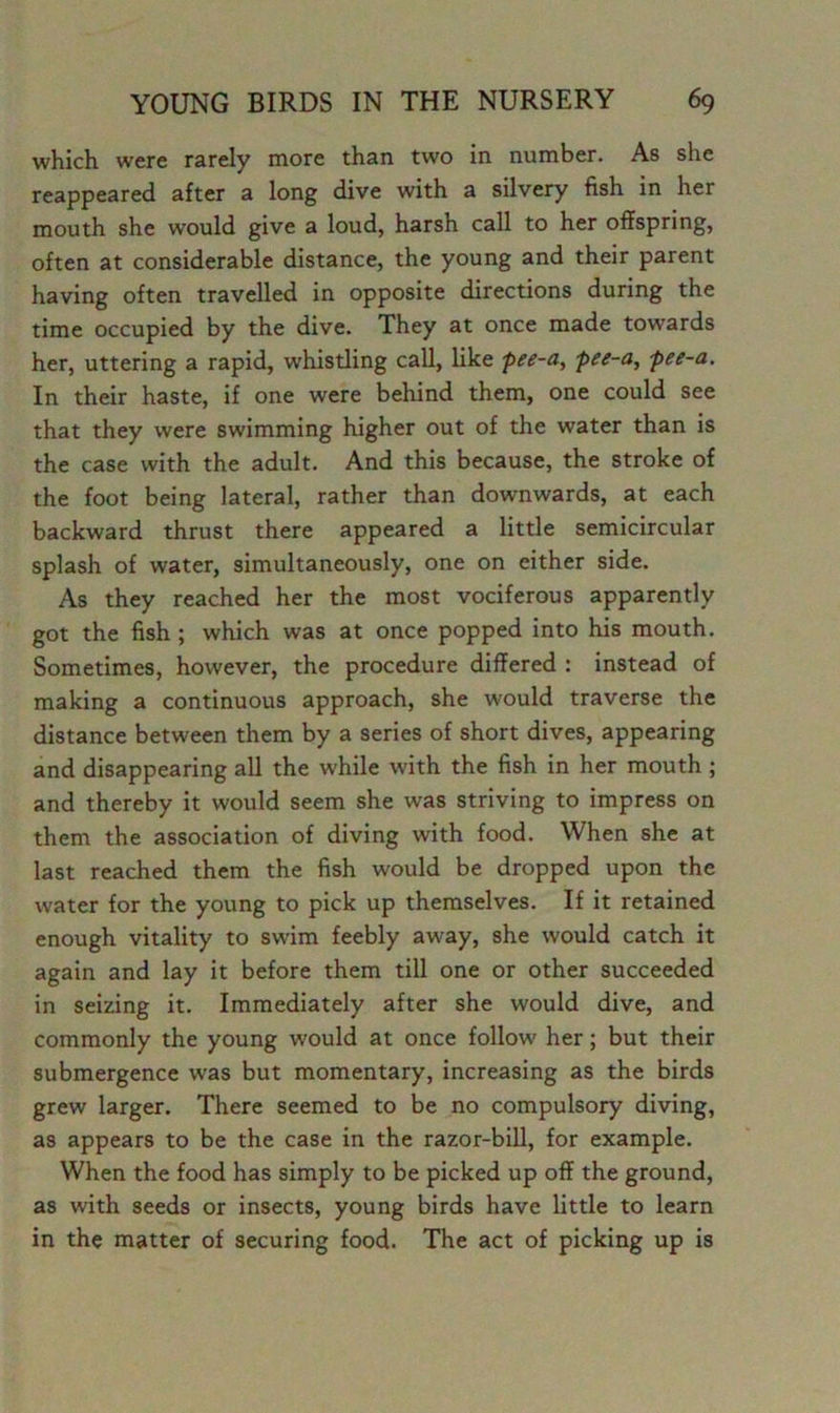 which were rarely more than two in number. As she reappeared after a long dive with a silvery fish in her mouth she would give a loud, harsh call to her offspring, often at considerable distance, the young and their parent having often travelled in opposite directions during the time occupied by the dive. They at once made towards her, uttering a rapid, whistling call, like pee-a, pee-a, pee-a. In their haste, if one were behind them, one could see that they were swimming higher out of the water than is the case with the adult. And this because, the stroke of the foot being lateral, rather than downwards, at each backward thrust there appeared a little semicircular splash of water, simultaneously, one on either side. As they reached her the most vociferous apparently got the fish ; which was at once popped into his mouth. Sometimes, however, the procedure differed : instead of making a continuous approach, she would traverse the distance between them by a series of short dives, appearing and disappearing all the while with the fish in her mouth ; and thereby it would seem she was striving to impress on them the association of diving with food. When she at last reached them the fish would be dropped upon the water for the young to pick up themselves. If it retained enough vitality to swim feebly away, she would catch it again and lay it before them till one or other succeeded in seizing it. Immediately after she would dive, and commonly the young would at once follow her; but their submergence was but momentary, increasing as the birds grew larger. There seemed to be no compulsory diving, as appears to be the case in the razor-bill, for example. When the food has simply to be picked up off the ground, as with seeds or insects, young birds have little to learn in the matter of securing food. The act of picking up is