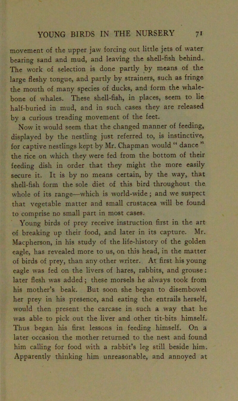 movement of the upper jaw forcing out little jets of water bearing sand and mud, and leaving the shell-fish behind. The work of selection is done partly by means of the large fleshy tongue, and partly by strainers, such as fringe the mouth of many species of ducks, and form the whale- bone of whales. These shell-fish, in places, seem to lie half-buried in mud, and in such cases they are released by a curious treading movement of the feet. Now it would seem that the changed manner of feeding, displayed by the nestling just referred to, is instinctive, for captive nestlings kept by Mr. Chapman would “ dance ” the rice on which they were fed from the bottom of their feeding dish in order that they might the more easily secure it. It is by no means certain, by the way, that shell-fish form the sole diet of this bird throughout the whole of its range—which is world-wide ; and we suspect that vegetable matter and small Crustacea will be found to comprise no small part in most cases. Young birds of prey receive instruction first in the art of breaking up their food, and later in its capture. Mr. Macpherson, in his study of the life-history of the golden eagle, has revealed more to us, on this head, in the matter of birds of prey, than any other writer. At first his young eagle was fed on the livers of hares, rabbits, and grouse: later flesh was added; these morsels he always took from his mother’s beak. But soon she began to disembowel her prey in his presence, and eating the entrails herself, would then present the carcase in such a way that he was able to pick out the liver and other tit-bits himself. Thus began his first lessons in feeding himself. On a later occasion the mother returned to the nest and found him calling for food with a rabbit’s leg still beside him. Apparently thinking him unreasonable, and annoyed at