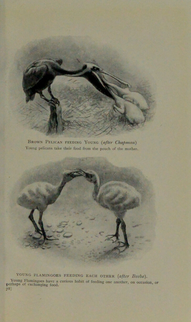 Brown Pelican feeding Young {after Chapman) Young pelicans take their food from the pouch of the mother. young flamingoes feeding each other (after Beebe). }’oling Flamingoes have a curious habit of feeding one another, on occasion, or perhaps of exchanging food. 78]