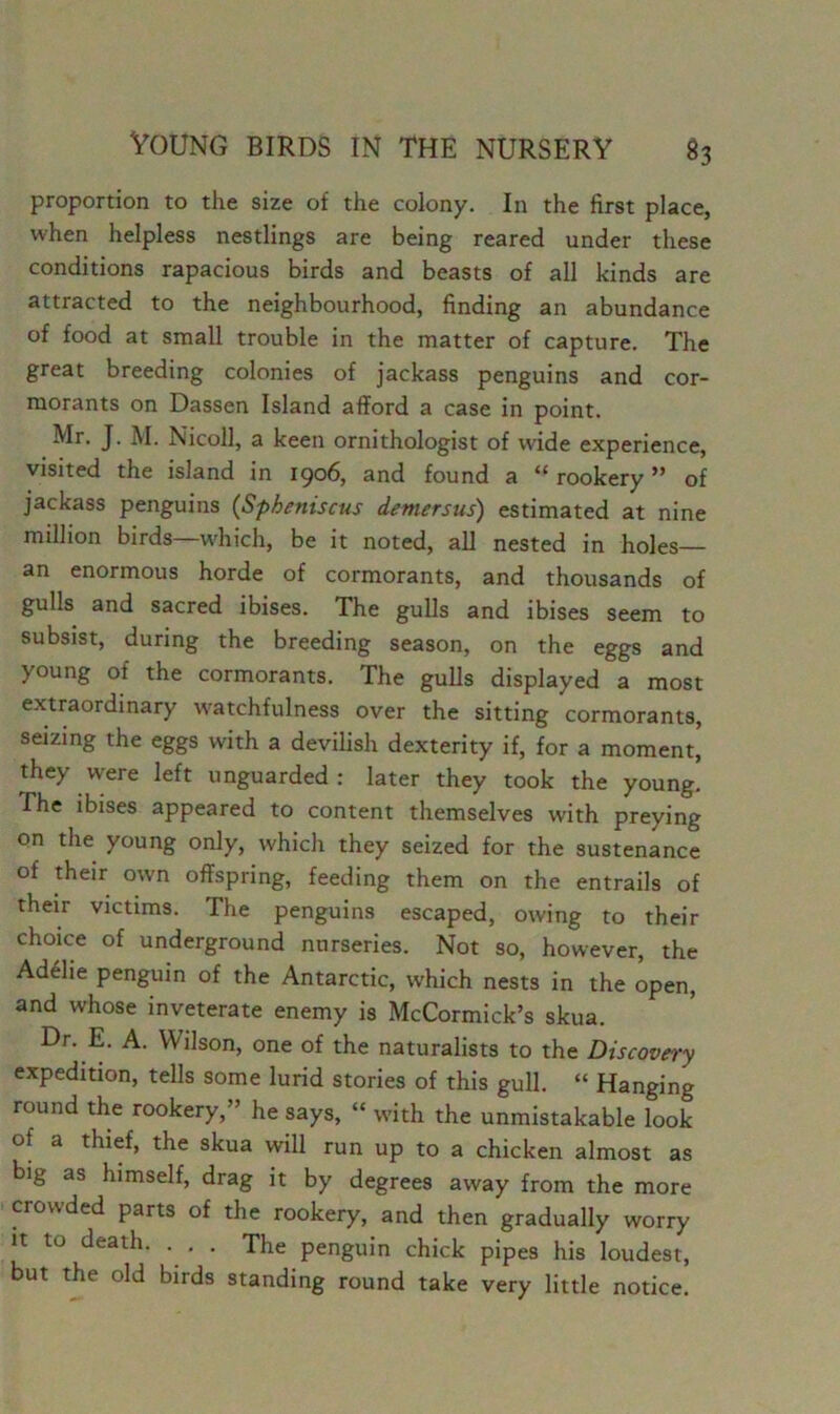 proportion to the size of the colony. In the first place, when helpless nestlings are being reared under these conditions rapacious birds and beasts of all kinds are attracted to the neighbourhood, finding an abundance of food at small trouble in the matter of capture. The great breeding colonies of jackass penguins and cor- morants on Dassen Island afford a case in point. Mr. J. M. Nicoll, a keen ornithologist of wide experience, visited the island in 1906, and found a “ rookery ” of jackass penguins (Spkeniscus demersus) estimated at nine million birds—which, be it noted, all nested in holes— an enormous horde of cormorants, and thousands of gulls and sacred ibises. The gulls and ibises seem to subsist, during the breeding season, on the eggs and young of the cormorants. The gulls displayed a most extraordinary watchfulness over the sitting cormorants, seizing the eggs with a devilish dexterity if, for a moment' they were left unguarded : later they took the young. The ibises appeared to content themselves with preying on the young only, which they seized for the sustenance of their own offspring, feeding them on the entrails of their victims. The penguins escaped, owing to their choice of underground nurseries. Not so, however, the Adelie penguin of the Antarctic, which nests in the open, and whose inveterate enemy is McCormick’s skua. Dr. E. A. Wilson, one of the naturalists to the Discovery expedition, tells some lurid stories of this gull. “ Hanging round the rookery,” he says, “ with the unmistakable look of a thief, the skua will run up to a chicken almost as big as himself, drag it by degrees away from the more crowded parts of the rookery, and then gradually worry it to death. . . . The penguin chick pipes his loudest, but the old birds standing round take very little notice.