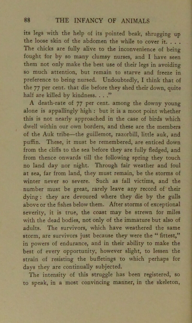 its legs with the help of its pointed beak, shrugging up the loose skin of the abdomen the while to cover it. . . . The chicks are fully alive to the inconvenience of being fought for by so many clumsy nurses, and I have seen them not only make the best use of their legs in avoiding so much attention, but remain to starve and freeze in preference to being nursed. Undoubtedly, I think that of the 77 per cent, that die before they shed their down, quite half are killed by kindness. . . .” A death-rate of 77 per cent, among the downy young alone is appallingly high : but it is a moot point whether this is not nearly approached in the case of birds which dwell within our own borders, and these are the members of the Auk tribe—the guillemot, razorbill, little auk, and puffin. These, it must be remembered, are enticed down from the cliffs to the sea before they are fully fledged, and from thence onwards till the following spring they touch no land day nor night. Through fair weather and foul at sea, far from land, they must remain, be the storms of winter never so severe. Such as fall victims, and the number must be great, rarely leave any record of their dying : they are devoured wffiere they die by the gulls above or the fishes below them. After storms of exceptional severity, it is true, the coast may be strewn for miles with the dead bodies, not only of the immature but also of adults. The survivors, which have weathered the same storm, are survivors just because they were the “ fittest,” in powers of endurance, and in their ability to make the best of every opportunity, however slight, to lessen the strain of resisting the buffetings to which perhaps for days they are continually subjected. The intensity of this struggle has been registered, so to speak, in a most convincing manner, in the skeleton,