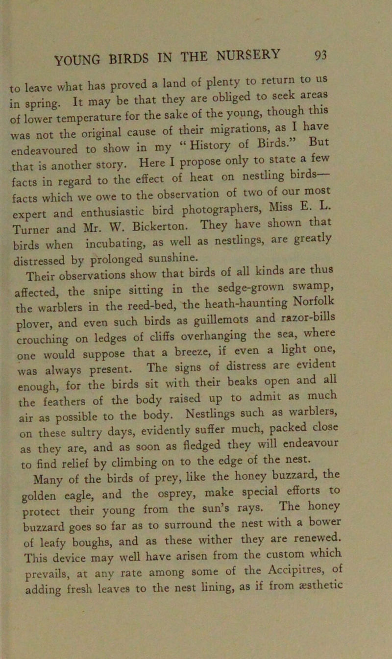 ,o leave what has proved a land of plenty to return to us in spring. It may be that they are obliged to aeek areas of lower temperature for the sake of the young, though this was not the original cause of their migrations, as I have endeavoured to show in my “History of Bir s. u that is another story. Here I propose only to state a few facts in regard to the effect of heat on nestling birds- facts which we owe to the observation of two of our most expert and enthusiastic bird photographers, Miss E. L. Turner and Mr. W. Bickerton. They have shown that birds when incubating, as well as nestlings, are greatly distressed by prolonged sunshine. Their observations show that birds of all kinds are thus affected, the snipe sitting in the sedge-grown swamp, the warblers in the reed-bed, the heath-haunting Norfolk plover, and even such birds as guillemots and razor-bills crouching on ledges of cliffs overhanging the sea, where one would suppose that a breeze, if even a light one, was always present. The signs of distress are evident enough, for the birds sit with their beaks open and all the feathers of the body raised up to admit as much air as possible to the body. Nestlings such as warblers, on these sultry days, evidently suffer much, packed close as they are, and as soon as fledged they will endeavour to find relief by climbing on to the edge of the nest. Many of the birds of prey, like the honey buzzard, the golden eagle, and the osprey, make special efforts to protect their young from the sun’s rays. The honey buzzard goes so far as to surround the nest with a bower of leafy boughs, and as these wither they are renewed. This device may well have arisen from the custom which prevails, at any rate among some of the Accipiires, of adding fresh leaves to the nest lining, as if from aesthetic