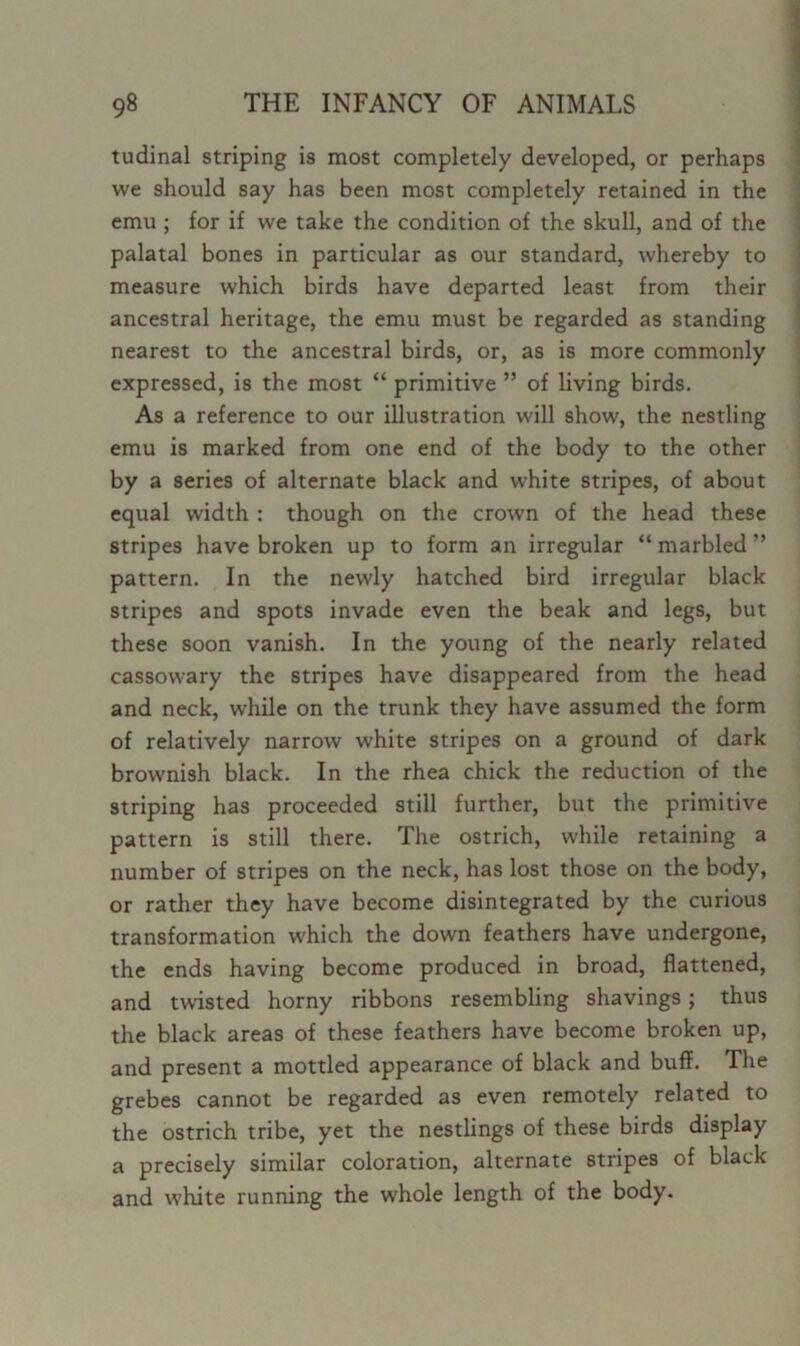 tudinal striping is most completely developed, or perhaps we should say has been most completely retained in the emu ; for if we take the condition of the skull, and of the palatal bones in particular as our standard, whereby to measure which birds have departed least from their ancestral heritage, the emu must be regarded as standing nearest to the ancestral birds, or, as is more commonly expressed, is the most “ primitive ” of living birds. As a reference to our illustration will show, the nestling emu is marked from one end of the body to the other by a series of alternate black and white stripes, of about equal width : though on the crown of the head these stripes have broken up to form an irregular “ marbled ” pattern. In the newly hatched bird irregular black stripes and spots invade even the beak and legs, but these soon vanish. In the young of the nearly related cassowary the stripes have disappeared from the head and neck, while on the trunk they have assumed the form of relatively narrow white stripes on a ground of dark brownish black. In the rhea chick the reduction of the striping has proceeded still further, but the primitive pattern is still there. The ostrich, while retaining a number of stripes on the neck, has lost those on the body, or rather they have become disintegrated by the curious transformation which the down feathers have undergone, the ends having become produced in broad, flattened, and twisted horny ribbons resembling shavings; thus the black areas of these feathers have become broken up, and present a mottled appearance of black and buff. The grebes cannot be regarded as even remotely related to the ostrich tribe, yet the nestlings of these birds display a precisely similar coloration, alternate stripes of black and white running the whole length of the body.