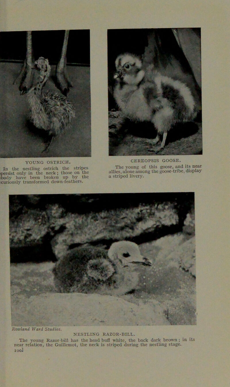 YOUNG OSTRICH. In the nestling ostrich the stripes persist only in the neck; those on the iboily have been broken up by the curiously transformed down-feathers. CEREOPSIS GOOSE. The young of this goose, and its near allies, alone among the goose-tribe, display a striped livery. Rowland Ward Studios. NESTLING RAZOR-BILL. The young Razor-bill has the head buff white, the back dark brown ; in its near relation, the Guillemot, the neck is striped during the nestling stage, ioo]