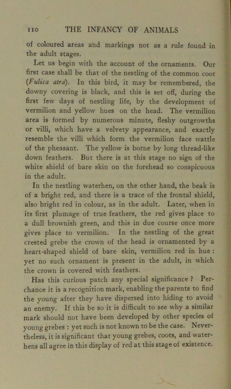 of coloured areas and markings not as a rule found in the adult stages. Let us begin with the account of the ornaments. Our first case shall be that of the nestling of the common coot (Fulica alra). In this bird, it may be remembered, the downy covering is black, and this is set off, during the first few days of nestling life, by the development of vermilion and yellow hues on the head. The vermilion area is formed by numerous minute, fleshy outgrowths or villi, which have a velvety appearance, and exactly resemble the villi which form the vermilion face wattle of the pheasant. The yellow is borne by long thread-like down feathers. But there is at this stage no sign of the white shield of bare skin on the forehead so conspicuous in the adult. In the nestling waterhen, on the other hand, the beak is of a bright red, and there is a trace of the frontal shield, also bright red in colour, as in the adult. Later, when in its first plumage of true feathers, the red gives place to a dull brownish green, and this in due course once more gives place to vermilion. In the nestling of the great crested grebe the crown of the head is ornamented by a heart-shaped shield of bare skin, vermilion red in hue : yet no such ornament is present in the adult, in which the crown is covered with feathers. Has this curious patch any special significance ? Per- chance it is a recognition mark, enabling the parents to find the young after they have dispersed into hiding to avoid an enemy. If this be so it is difficult to see why a similar mark should not have been developed by other species of young grebes : yet such is not known to be the case. Never- theless, it is significant that young grebes, coots, and water- hens all agree in this display of red at this stage of existence.