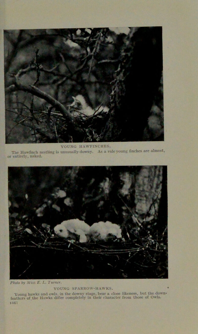 YOUNG HAWFINCHES. The Hawfinch nestling is unusually downy. As a rule young finches are almost, or entirely, naked. Photo by Miss E. L. Turner. YOUNG SPARROW-HAWKS. Young hawks and owls, in the downy stage, bear a close likeness, but the down- feathers of the Hawks differ completely in their character from those of Owls. 116I