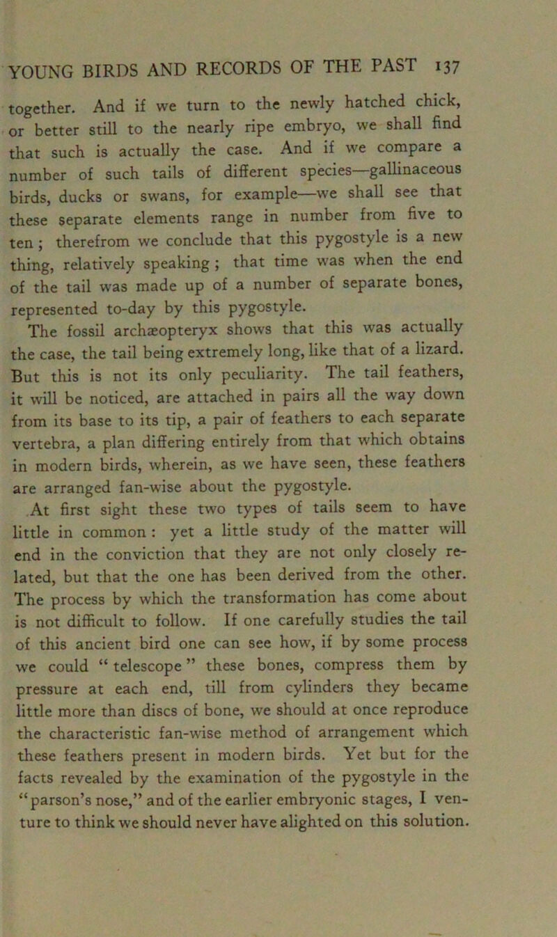 together. And if we turn to the newly hatched chick, or better still to the nearly ripe embryo, we shall find that such is actually the case. And if we compare a number of such tails of different species—gallinaceous birds, ducks or swans, for example—we shall see that these separate elements range in number from five to ten; therefrom we conclude that this pygostyle is a new thing, relatively speaking ; that time was when the end of the tail wras made up of a number of separate bones, represented to-day by this pygostyle. The fossil archaeopteryx shows that this was actually the case, the tail being extremely long, like that of a lizard. But this is not its only peculiarity. The tail feathers, it will be noticed, are attached in pairs all the way down from its base to its tip, a pair of feathers to each separate vertebra, a plan differing entirely from that which obtains in modern birds, wherein, as we have seen, these feathers are arranged fan-wise about the pygostyle. At first sight these two types of tails seem to have little in common : yet a little study of the matter will end in the conviction that they are not only closely re- lated, but that the one has been derived from the other. The process by which the transformation has come about is not difficult to follow. If one carefully studies the tail of this ancient bird one can see how, if by some process we could “ telescope ” these bones, compress them by pressure at each end, till from cylinders they became little more than discs of bone, we should at once reproduce the characteristic fan-wise method of arrangement which these feathers present in modern birds. Yet but for the facts revealed by the examination of the pygostyle in the “parson’s nose,” and of the earlier embryonic stages, I ven- ture to think we should never have alighted on this solution.
