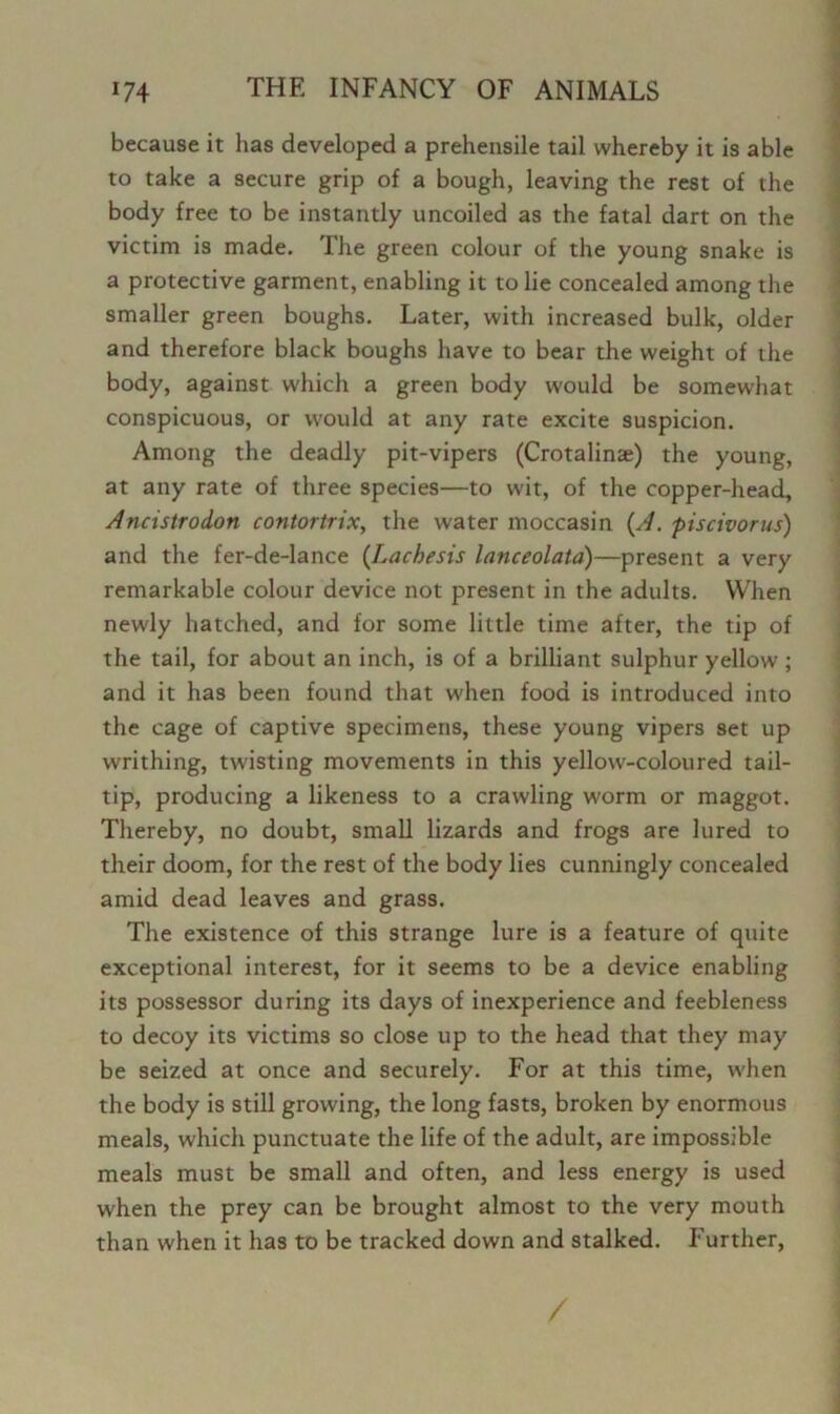 because it has developed a prehensile tail whereby it is able to take a secure grip of a bough, leaving the rest of the body free to be instantly uncoiled as the fatal dart on the victim is made. The green colour of the young snake is a protective garment, enabling it to lie concealed among the smaller green boughs. Later, with increased bulk, older and therefore black boughs have to bear the weight of the body, against which a green body would be somewhat conspicuous, or would at any rate excite suspicion. Among the deadly pit-vipers (Crotalina;) the young, at any rate of three species—to wit, of the copper-head, Ancistrodon contortrix, the water moccasin (A. piscivorus) and the fer-de-lance (Lachesis lanceolatd)—present a very remarkable colour device not present in the adults. When newly hatched, and for some little time after, the tip of the tail, for about an inch, is of a brilliant sulphur yellow ; and it has been found that when food is introduced into the cage of captive specimens, these young vipers set up writhing, twisting movements in this yellow-coloured tail- tip, producing a likeness to a crawling worm or maggot. Thereby, no doubt, small lizards and frogs are lured to their doom, for the rest of the body lies cunningly concealed amid dead leaves and grass. The existence of this strange lure is a feature of quite exceptional interest, for it seems to be a device enabling its possessor during its days of inexperience and feebleness to decoy its victims so close up to the head that they may be seized at once and securely. For at this time, when the body is still growing, the long fasts, broken by enormous meals, which punctuate the life of the adult, are impossible meals must be small and often, and less energy is used when the prey can be brought almost to the very mouth than when it has to be tracked down and stalked. Further, /