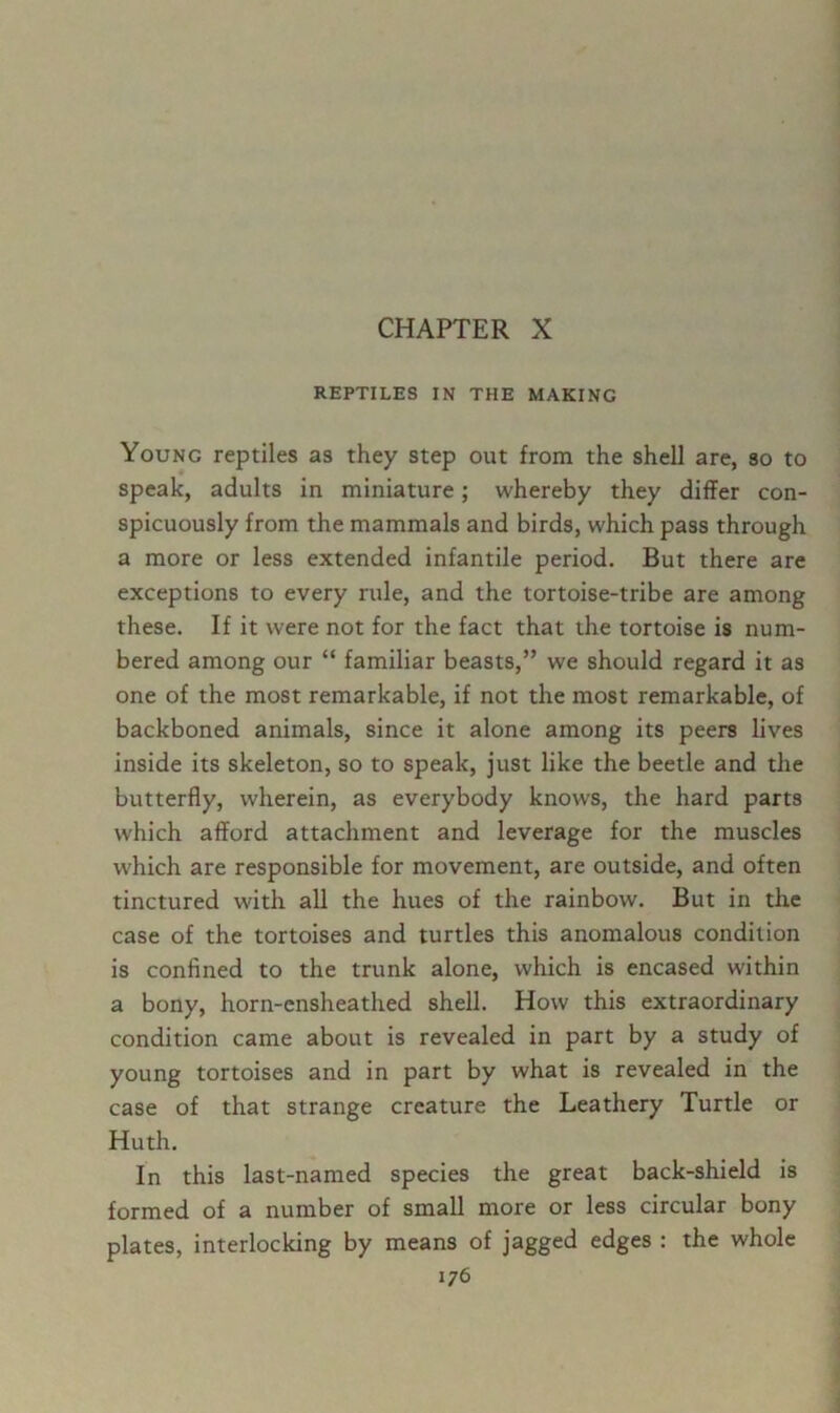 REPTILES IN THE MAKING Young reptiles as they step out from the shell are, so to speak, adults in miniature; whereby they differ con- spicuously from the mammals and birds, which pass through a more or less extended infantile period. But there are exceptions to every rule, and the tortoise-tribe are among these. If it were not for the fact that the tortoise is num- bered among our “ familiar beasts,” we should regard it as one of the most remarkable, if not the most remarkable, of backboned animals, since it alone among its peers lives inside its skeleton, so to speak, just like the beetle and the butterfly, wherein, as everybody knows, the hard parts which afford attachment and leverage for the muscles which are responsible for movement, are outside, and often tinctured with all the hues of the rainbow. But in the case of the tortoises and turtles this anomalous condition is confined to the trunk alone, which is encased within a bony, horn-ensheathed shell. How this extraordinary condition came about is revealed in part by a study of young tortoises and in part by what is revealed in the case of that strange creature the Leathery Turtle or Huth. In this last-named species the great back-shield is formed of a number of small more or less circular bony plates, interlocking by means of jagged edges : the whole