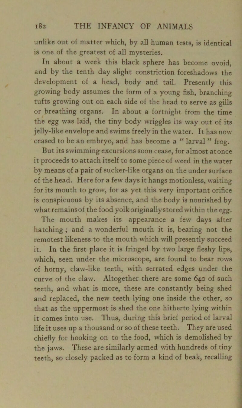 unlike out of matter which, by all human tests, is identical is one of the greatest of all mysteries. In about a week this black sphere has become ovoid, and by the tenth day slight constriction foreshadows the development of a head, body and tail. Presently this growing body assumes the form of a young fish, branching tufts growing out on each side of the head to serve as gills or breathing organs. In about a fortnight from the time the egg was laid, the tiny body wriggles its way out of its jelly-like envelope and swims freely in the water. It has now ceased to be an embryo, and has become a “ larval ” frog. But its swimming excursions soon cease, for almost atonce it proceeds to attach itself to some piece of weed in the water by means of a pair of sucker-like organs on the under surface of the head. Here for a few days it hangs motionless, waiting for its mouth to grow, for as yet this very important orifice is conspicuous by its absence, and the body is nourished by whatremainsof the food yolkoriginallystoredwithin the egg. The mouth makes its appearance a few days after hatching ; and a wonderful mouth it is, bearing not the remotest likeness to the mouth which will presently succeed it. In the first place it is fringed by two large fleshy lips, which, seen under the microscope, are found to bear rows of horny, claw-like teeth, with serrated edges under the curve of the claw. Altogether there are some 640 of such teeth, and what is more, these are constantly being shed and replaced, the new teeth lying one inside the other, so that as the uppermost is shed the one hitherto lying within it comes into use. Thus, during this brief period of larval life it uses up a thousand or so of these teeth. They are used chiefly for hooking on to the food, which is demolished by the jaws. These are similarly armed with hundreds of tiny teeth, so closely packed as to form a kind of beak, recalling