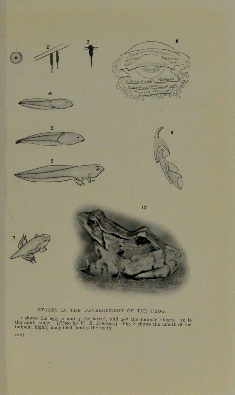 8 STAGES IN THE DEVELOPMENT OF THE FROG. .. 1 shows the egg, 2 and 3 the larval, and 4-7 the tadpole stages. 10 is ,th? of ult stage. {Photo by W. Ii. Johnson.) Fig. 8 shows the mouth of the tadpole, highly magmhed, and 9 the teeth. 182)