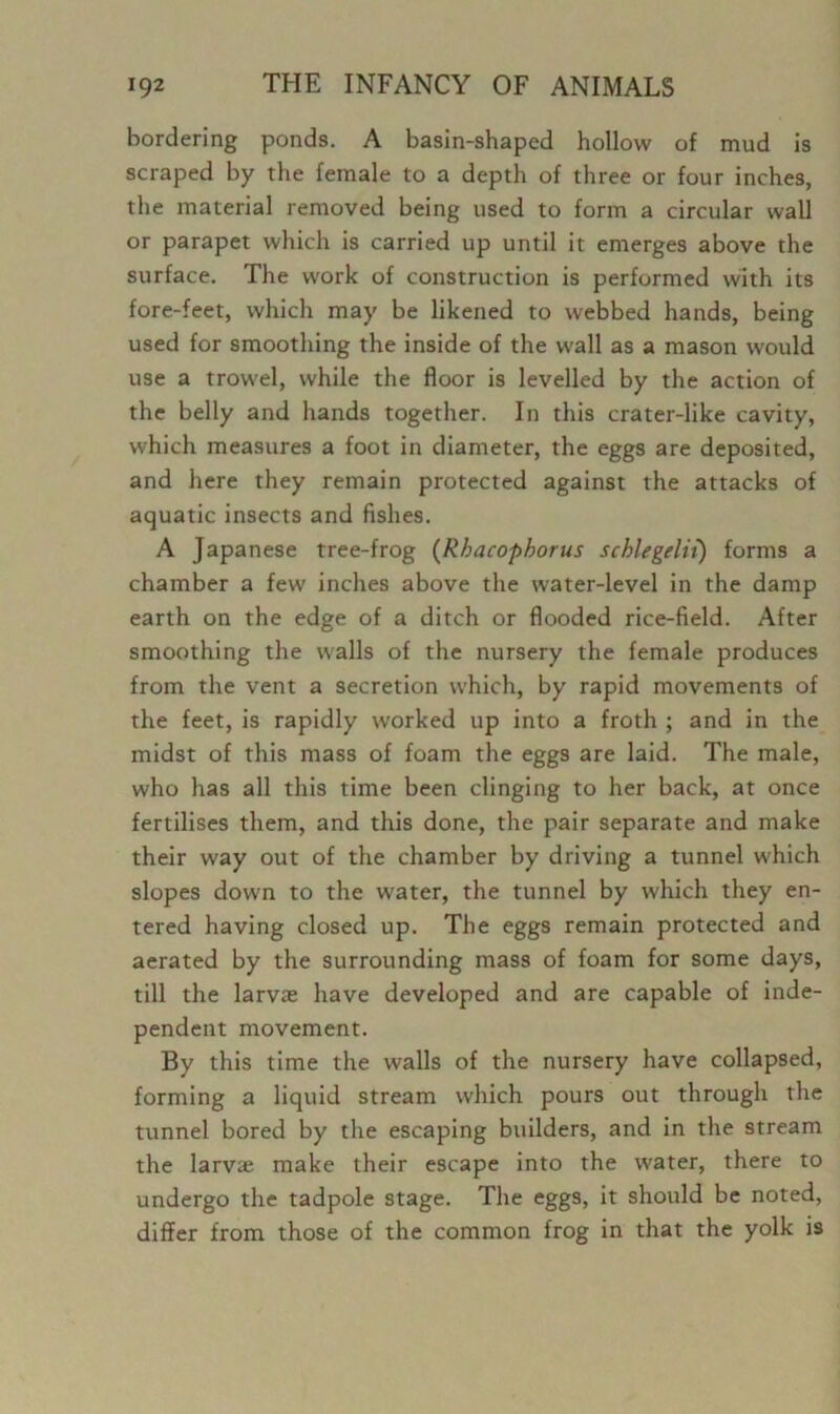 bordering ponds. A basin-shaped hollow of mud is scraped by the female to a depth of three or four inches, the material removed being used to form a circular wall or parapet which is carried up until it emerges above the surface. The work of construction is performed with its fore-feet, which may be likened to webbed hands, being used for smoothing the inside of the wall as a mason would use a trowel, while the floor is levelled by the action of the belly and hands together. In this crater-like cavity, which measures a foot in diameter, the eggs are deposited, and here they remain protected against the attacks of aquatic insects and fishes. A Japanese tree-frog (Rhacophorus schlegelii) forms a chamber a few inches above the water-level in the damp earth on the edge of a ditch or flooded rice-field. After smoothing the walls of the nursery the female produces from the vent a secretion which, by rapid movements of the feet, is rapidly worked up into a froth ; and in the midst of this mass of foam the eggs are laid. The male, who has all this time been clinging to her back, at once fertilises them, and this done, the pair separate and make their way out of the chamber by driving a tunnel which slopes down to the water, the tunnel by which they en- tered having closed up. The eggs remain protected and aerated by the surrounding mass of foam for some days, till the larvae have developed and are capable of inde- pendent movement. By this time the walls of the nursery have collapsed, forming a liquid stream which pours out through the tunnel bored by the escaping builders, and in the stream the larva; make their escape into the water, there to undergo the tadpole stage. The eggs, it should be noted, differ from those of the common frog in that the yolk is