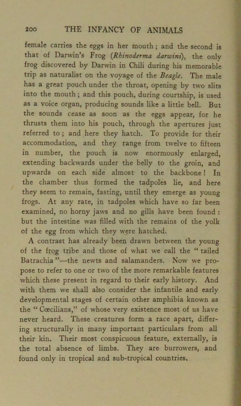 female carries the eggs in her mouth; and the second is that of Darwin’s Frog (Rhinoderma darzoini), the only frog discovered by Darwin in Chili during his memorable trip as naturalist on the voyage of the Beagle. The male has a great pouch under the throat, opening by two slits into the mouth; and this pouch, during courtship, is used as a voice organ, producing sounds like a little bell. But the sounds cease as soon as the eggs appear, for he thrusts them into his pouch, through the apertures just referred to ; and here they hatch. To provide for their accommodation, and they range from twelve to fifteen in number, the pouch is now enormously enlarged, extending backwards under the belly to the groin, and upwards on each side almost to the backbone! In the chamber thus formed the tadpoles lie, and here they seem to remain, fasting, until they emerge as young frogs. At any rate, in tadpoles which have so far been examined, no horny jaws and no gills have been found : but the intestine was filled with the remains of the yolk of the egg from which they were hatched. A contrast has already been drawn between the young of the frog tribe and those of what we call the “ tailed Batrachia ”—the newts and salamanders. Now we pro- pose to refer to one or two of the more remarkable features which these present in regard to their early history. And with them we shall also consider the infantile and early developmental stages of certain other amphibia known as the “ Coecilians,” of whose very existence most of us have never heard. These creatures form a race apart, differ- ing structurally in many important particulars from all their kin. Their most conspicuous feature, externally, is the total absence of limbs. They are burrowers, and found only in tropical and sub-tropical countries.