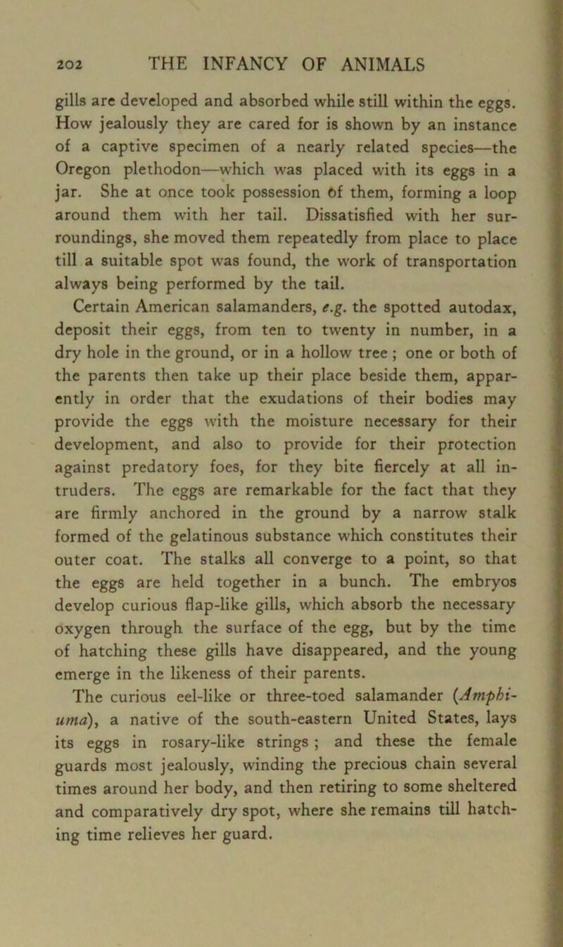 gills are developed and absorbed while still within the eggs. How jealously they are cared for is shown by an instance of a captive specimen of a nearly related species—the Oregon plethodon—which was placed with its eggs in a jar. She at once took possession Of them, forming a loop around them with her tail. Dissatisfied with her sur- roundings, she moved them repeatedly from place to place till a suitable spot was found, the work of transportation always being performed by the tail. Certain American salamanders, e.g. the spotted autodax, deposit their eggs, from ten to twenty in number, in a dry hole in the ground, or in a hollow tree ; one or both of the parents then take up their place beside them, appar- ently in order that the exudations of their bodies may provide the eggs with the moisture necessary for their development, and also to provide for their protection against predatory foes, for they bite fiercely at all in- truders. The eggs are remarkable for the fact that they are firmly anchored in the ground by a narrow stalk formed of the gelatinous substance which constitutes their outer coat. The stalks all converge to a point, so that the eggs are held together in a bunch. The embryos develop curious flap-like gills, which absorb the necessary oxygen through the surface of the egg, but by the time of hatching these gills have disappeared, and the young emerge in the likeness of their parents. The curious eel-like or three-toed salamander (Ampbi- uma), a native of the south-eastern United States, lays its eggs in rosary-like strings ; and these the female guards most jealously, winding the precious chain several times around her body, and then retiring to some sheltered and comparatively dry spot, where she remains till hatch- ing time relieves her guard.