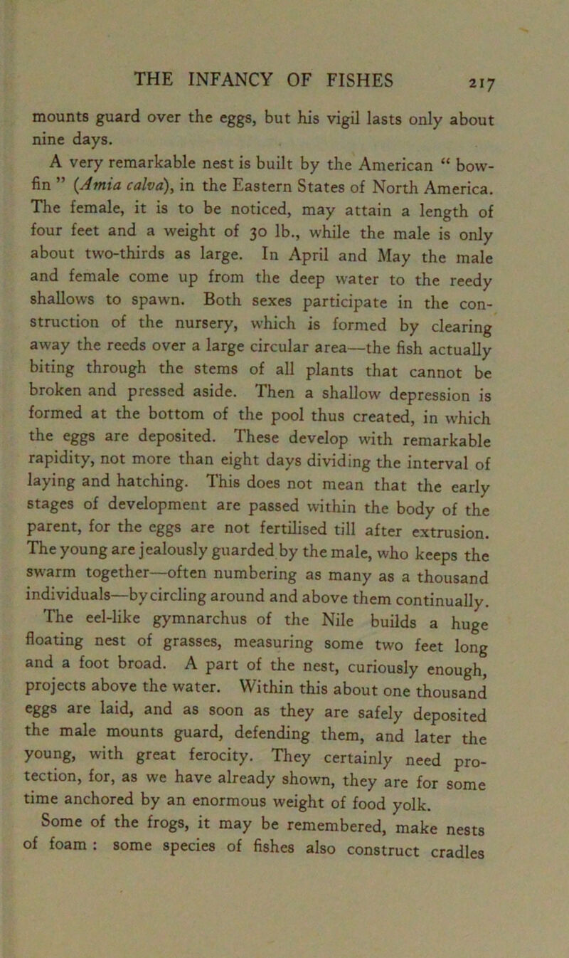 mounts guard over the eggs, but his vigil lasts only about nine days. A very remarkable nest is built by the American “ bow- fin ” {Amia calva), in the Eastern States of North America. The female, it is to be noticed, may attain a length of four feet and a weight of 30 lb., while the male is only about two-thirds as large. In April and May the male and female come up from the deep water to the reedy shallows to spawn. Both sexes participate in the con- struction of the nursery, which is formed by clearing away the reeds over a large circular area—the fish actually biting through the stems of all plants that cannot be broken and pressed aside. Then a shallow depression is formed at the bottom of the pool thus created, in which the eggs are deposited. These develop with remarkable rapidity, not more than eight days dividing the interval of laying and hatching. This does not mean that the early stages of development are passed within the body of the parent, for the eggs are not fertilised till after extrusion. The young are jealously guarded.by the male, who keeps the swarm together—often numbering as many as a thousand individuals—by circling around and above them continually. The eel-like gymnarchus of the Nile builds a huge floating nest of grasses, measuring some two feet long and a foot broad. A part of the nest, curiously enough, projects above the water. Within this about one thousand eggs are laid, and as soon as they are safely deposited the male mounts guard, defending them, and later the young, with great ferocity. They certainly need pro- tection, for, as we have already shown, they are for some time anchored by an enormous weight of food yolk. Some of the frogs, it may be remembered, make nests of foam : some species of fishes also construct cradles