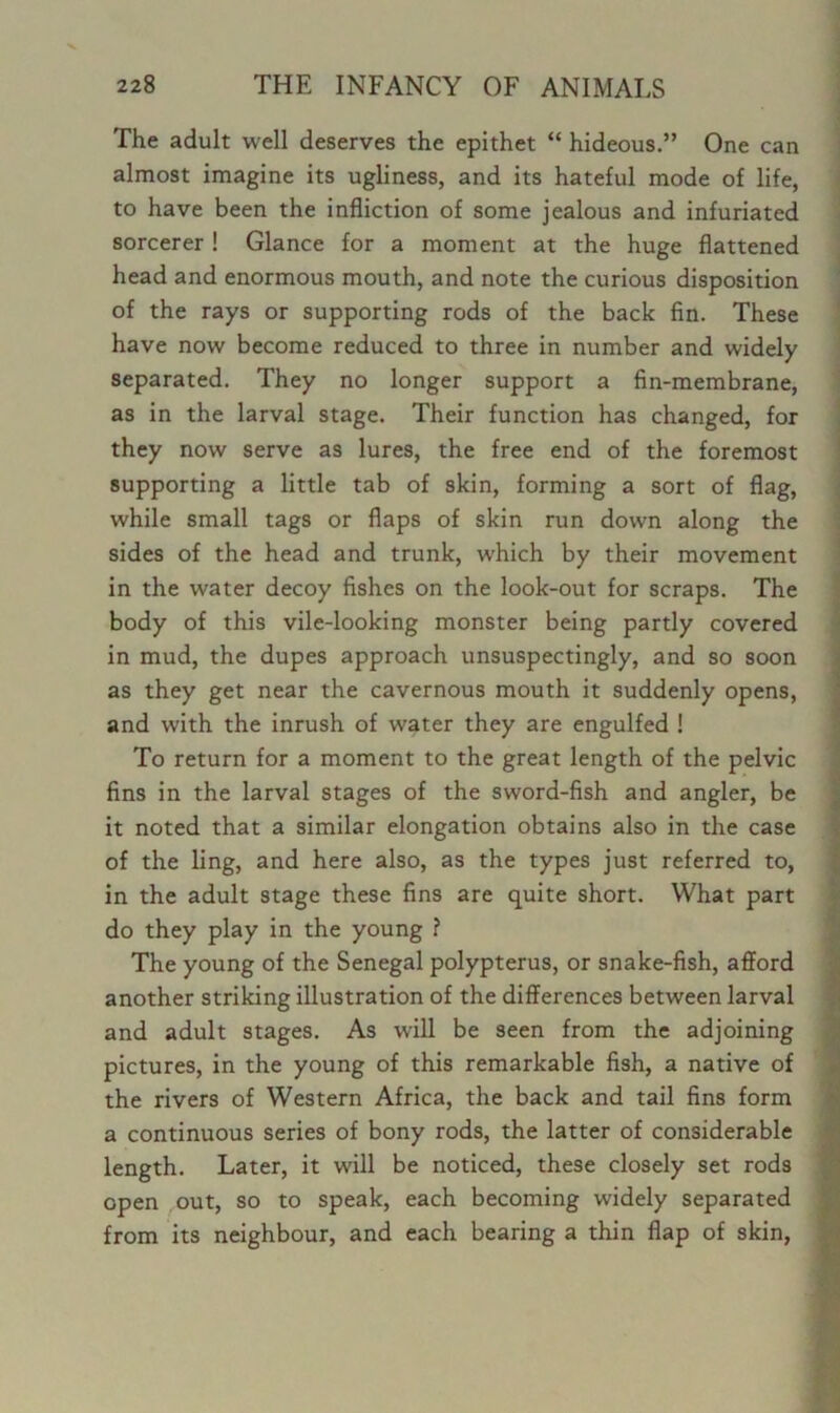 The adult well deserves the epithet “ hideous.” One can almost imagine its ugliness, and its hateful mode of life, to have been the infliction of some jealous and infuriated sorcerer ! Glance for a moment at the huge flattened head and enormous mouth, and note the curious disposition of the rays or supporting rods of the back fin. These have now become reduced to three in number and widely separated. They no longer support a fin-membrane, as in the larval stage. Their function has changed, for they now serve as lures, the free end of the foremost supporting a little tab of skin, forming a sort of flag, while small tags or flaps of skin run down along the sides of the head and trunk, which by their movement in the water decoy fishes on the look-out for scraps. The body of this vile-looking monster being partly covered in mud, the dupes approach unsuspectingly, and so soon as they get near the cavernous mouth it suddenly opens, and with the inrush of water they are engulfed ! To return for a moment to the great length of the pelvic fins in the larval stages of the sword-fish and angler, be it noted that a similar elongation obtains also in the case of the ling, and here also, as the types just referred to, in the adult stage these fins are quite short. What part do they play in the young ? The young of the Senegal polypterus, or snake-fish, afford another striking illustration of the differences between larval and adult stages. As will be seen from the adjoining pictures, in the young of this remarkable fish, a native of the rivers of Western Africa, the back and tail fins form a continuous series of bony rods, the latter of considerable length. Later, it will be noticed, these closely set rods open out, so to speak, each becoming widely separated from its neighbour, and each bearing a thin flap of skin,