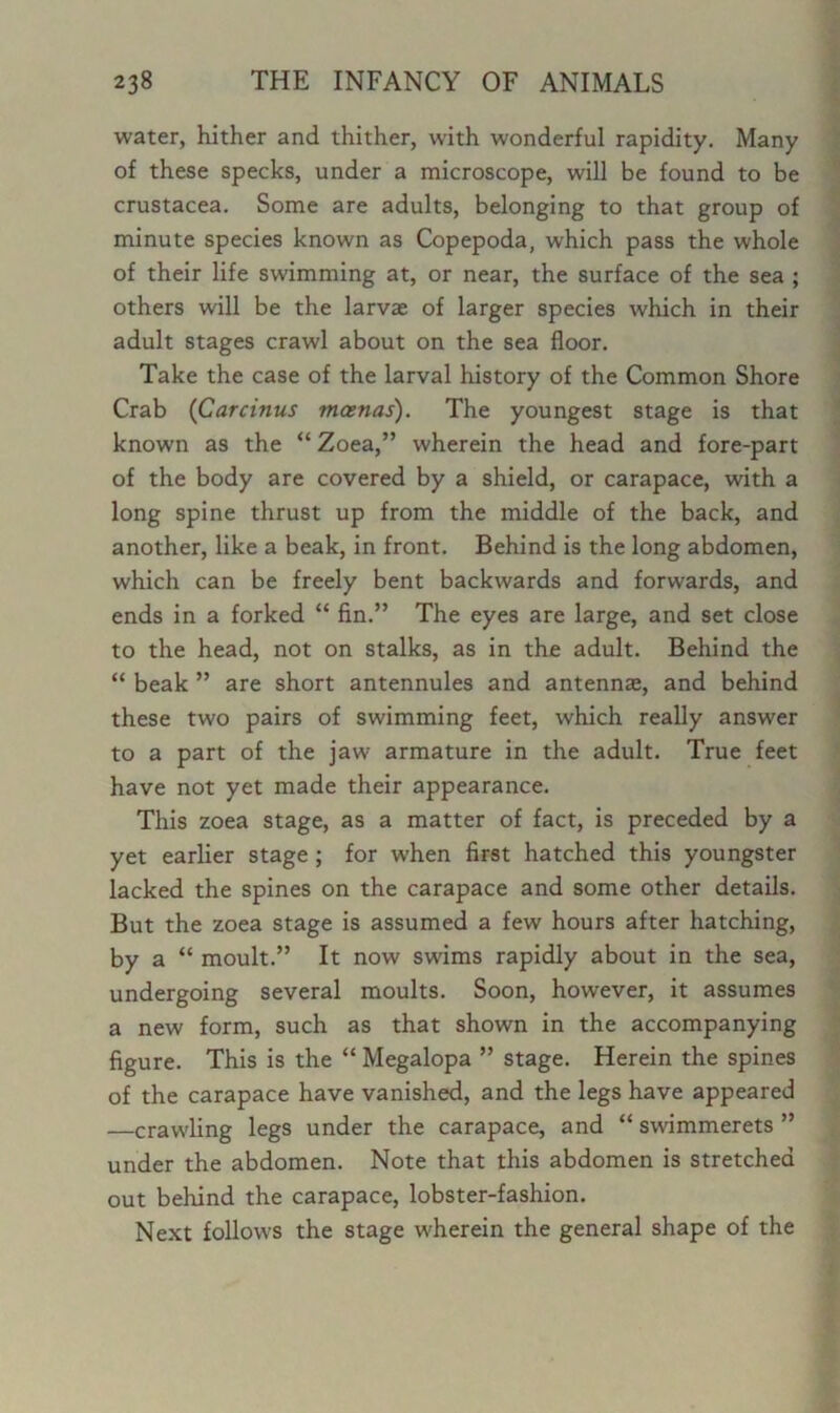 water, hither and thither, with wonderful rapidity. Many of these specks, under a microscope, will be found to be Crustacea. Some are adults, belonging to that group of minute species known as Copepoda, which pass the whole of their life swimming at, or near, the surface of the sea ; others will be the larvae of larger species which in their adult stages crawl about on the sea floor. Take the case of the larval history of the Common Shore Crab (Carcinus mamas). The youngest stage is that known as the “ Zoea,” wherein the head and fore-part of the body are covered by a shield, or carapace, with a long spine thrust up from the middle of the back, and another, like a beak, in front. Behind is the long abdomen, which can be freely bent backwards and forwards, and ends in a forked “ fin.” The eyes are large, and set close to the head, not on stalks, as in the adult. Behind the “ beak ” are short antennules and antennae, and behind these two pairs of swimming feet, which really answer to a part of the jaw armature in the adult. True feet have not yet made their appearance. This zoea stage, as a matter of fact, is preceded by a yet earlier stage ; for when first hatched this youngster lacked the spines on the carapace and some other details. But the zoea stage is assumed a few hours after hatching, by a “ moult.” It now swims rapidly about in the sea, undergoing several moults. Soon, however, it assumes a new form, such as that shown in the accompanying figure. This is the “ Megalopa ” stage. Herein the spines of the carapace have vanished, and the legs have appeared —crawling legs under the carapace, and “ swimmerets ” under the abdomen. Note that this abdomen is stretched out behind the carapace, lobster-fashion. Next follows the stage wherein the general shape of the