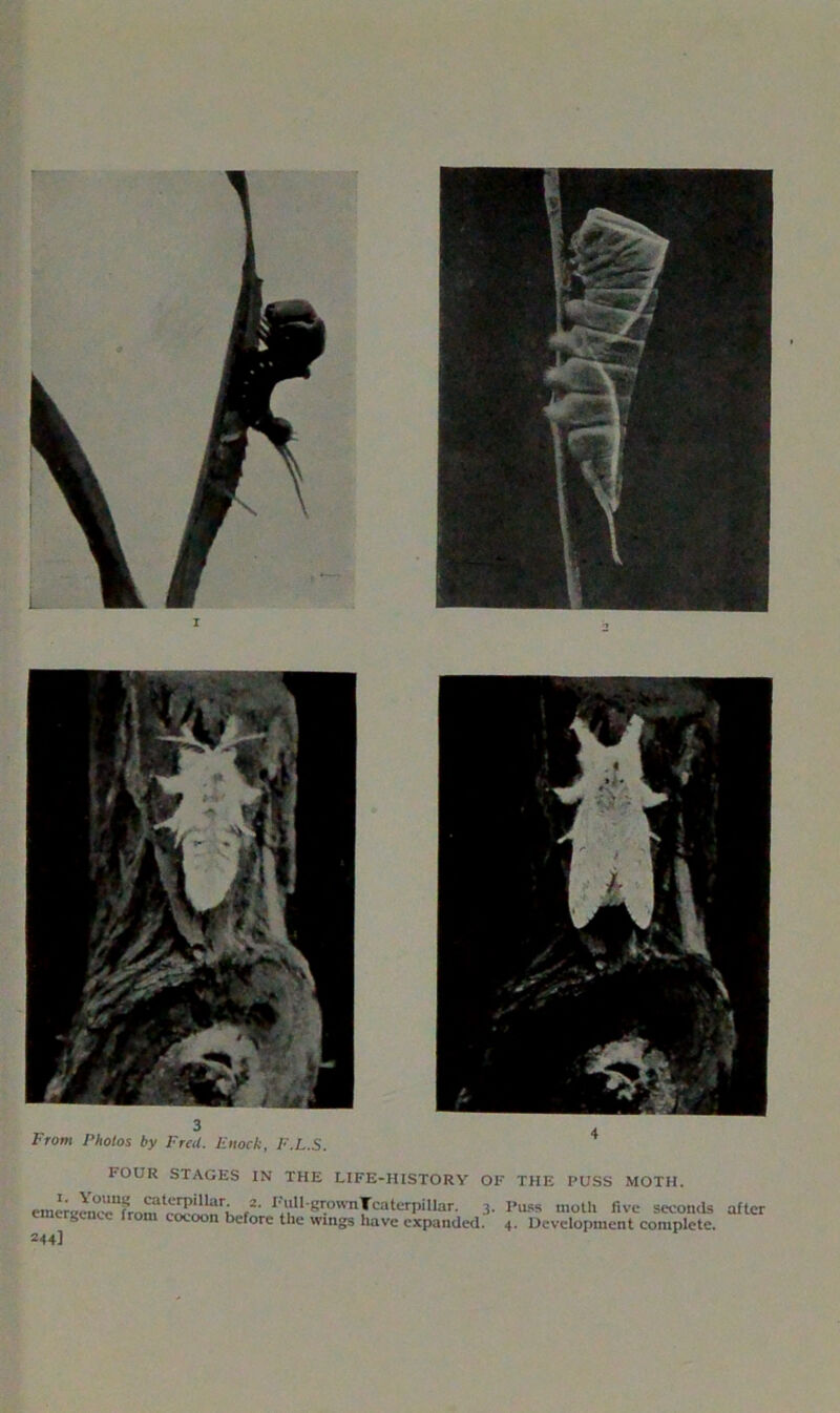 four stages in the life-history of the puss moth. cmereen'^rAm^S^; ^bgrownTcatcrpillar. 3. Puss moth five seconds ergence from cocoon before the wings have expanded. 4. Development complete. 244] after