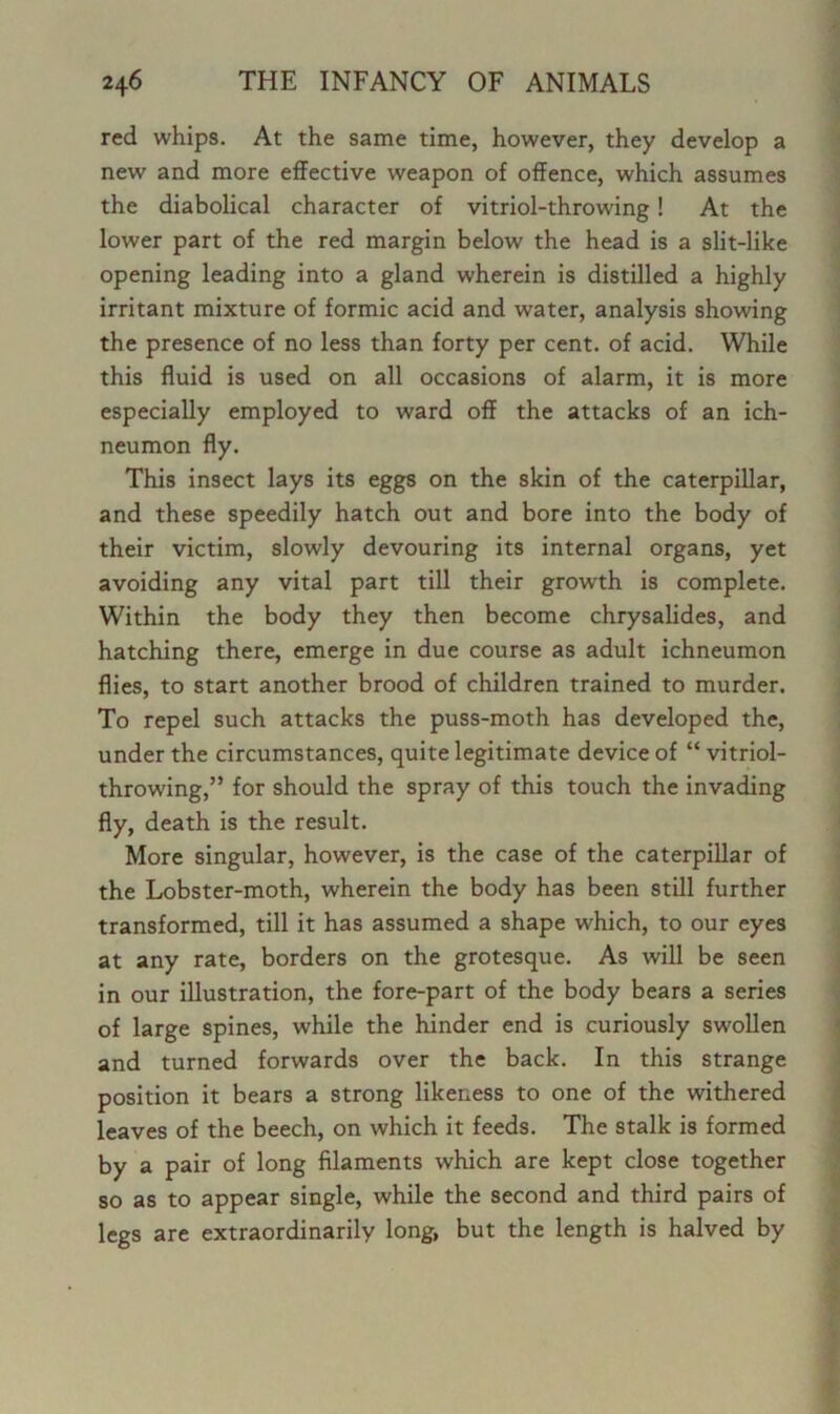 red whips. At the same time, however, they develop a new and more effective weapon of offence, which assumes the diabolical character of vitriol-throwing! At the lower part of the red margin below the head is a slit-like opening leading into a gland wherein is distilled a highly irritant mixture of formic acid and water, analysis showing the presence of no less than forty per cent, of acid. While this fluid is used on all occasions of alarm, it is more especially employed to ward off the attacks of an ich- neumon fly. This insect lays its eggs on the skin of the caterpillar, and these speedily hatch out and bore into the body of their victim, slowly devouring its internal organs, yet avoiding any vital part till their growth is complete. Within the body they then become chrysalides, and hatching there, emerge in due course as adult ichneumon flies, to start another brood of children trained to murder. To repel such attacks the puss-moth has developed the, under the circumstances, quite legitimate device of “ vitriol- throwing,” for should the spray of this touch the invading fly, death is the result. More singular, however, is the case of the caterpillar of the Lobster-moth, wherein the body has been still further transformed, till it has assumed a shape which, to our eyes at any rate, borders on the grotesque. As will be seen in our illustration, the fore-part of the body bears a series of large spines, while the hinder end is curiously swollen and turned forwards over the back. In this strange position it bears a strong likeness to one of the withered leaves of the beech, on which it feeds. The stalk is formed by a pair of long filaments which are kept close together so as to appear single, while the second and third pairs of legs are extraordinarily long, but the length is halved by