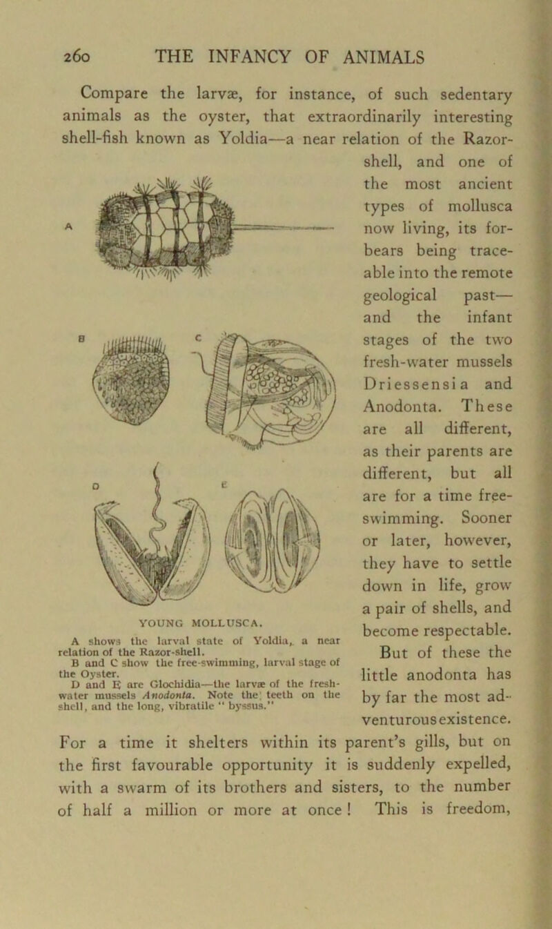 Compare the larvae, for instance, of such sedentary animals as the oyster, that extraordinarily interesting shell-fish known as Yoldia—a near relation of the Razor- YOUNG MOLI.USCA. A shows the larval state of Yoldia,. a near relation of the Razor-shell. B and C show the free-swimming, larval stage of the Oyster. D and E are Glochidia—the larvae of the fresh- water mussels Atiodonta. Note the; teeth on the shell, and the long, vibratile “ byssus.” shell, and one of the most ancient types of mollusca now living, its for- bears being trace- able into the remote geological past— and the infant stages of the two fresh-water mussels Driessensia and Anodonta. These are all different, as their parents are different, but all are for a time free- swimming. Sooner or later, however, they have to settle down in life, grow a pair of shells, and become respectable. But of these the little anodonta has by far the most ad- venturous existence. For a time it shelters within its parent’s gills, but on the first favourable opportunity it is suddenly expelled, with a swarm of its brothers and sisters, to the number of half a million or more at once! This is freedom,