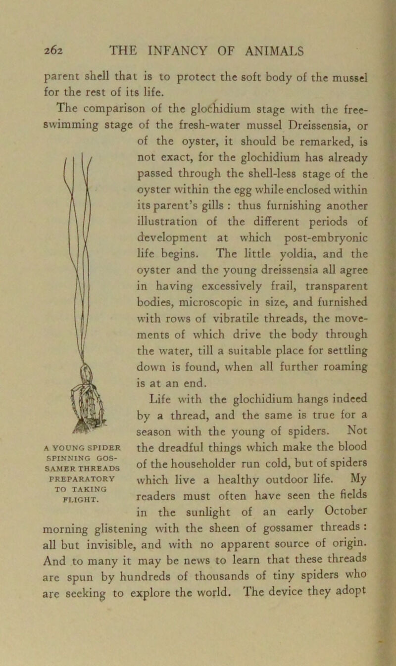 parent shell that is to protect the soft body of the mussel for the rest of its life. The comparison of the glochidium stage with the free- swimming stage of the fresh-water mussel Dreissensia, or of the oyster, it should be remarked, is not exact, for the glochidium has already passed through the shell-less stage of the oyster within the egg while enclosed within its parent’s gills : thus furnishing another illustration of the different periods of development at which post-embryonic life begins. The little yoldia, and the oyster and the young dreissensia all agree in having excessively frail, transparent bodies, microscopic in size, and furnished with rows of vibratile threads, the move- ments of which drive the body through the water, till a suitable place for settling down is found, when all further roaming is at an end. Life with the glochidium hangs indeed by a thread, and the same is true for a season with the young of spiders. Not the dreadful things which make the blood of the householder run cold, but of spiders which live a healthy outdoor life. My readers must often have seen the fields in the sunlight of an early October morning glistening with the sheen of gossamer threads : all but invisible, and with no apparent source of origin. And to many it may be news to learn that these threads are spun by hundreds of thousands of tiny spiders who are seeking to explore the world. The device they adopt A YOUNG SPIDER SPINNING GOS- SAMER THREADS PREPARATORY TO TAKING FLIGHT.