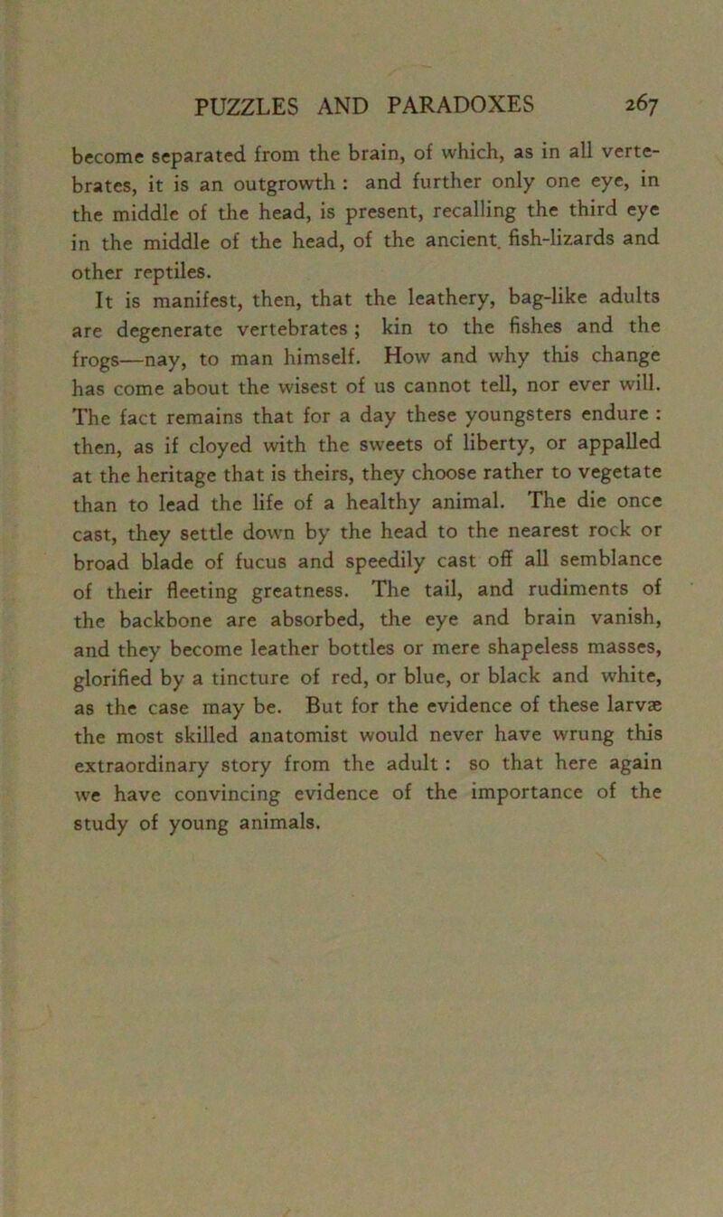 become separated from the brain, of which, as in all verte- brates, it is an outgrowth : and further only one eye, in the middle of the head, is present, recalling the third eye in the middle of the head, of the ancient fish-lizards and other reptiles. It is manifest, then, that the leathery, bag-like adults are degenerate vertebrates; kin to the fishes and the frogs—nay, to man himself. How and why this change has come about the wisest of us cannot tell, nor ever will. The fact remains that for a day these youngsters endure : then, as if cloyed with the sweets of liberty, or appalled at the heritage that is theirs, they choose rather to vegetate than to lead the life of a healthy animal. The die once cast, they settle down by the head to the nearest rock or broad blade of fucus and speedily cast off all semblance of their fleeting greatness. The tail, and rudiments of the backbone are absorbed, the eye and brain vanish, and they become leather bottles or mere shapeless masses, glorified by a tincture of red, or blue, or black and white, as the case may be. But for the evidence of these larvae the most skilled anatomist would never have wrung this extraordinary story from the adult: so that here again we have convincing evidence of the importance of the study of young animals.