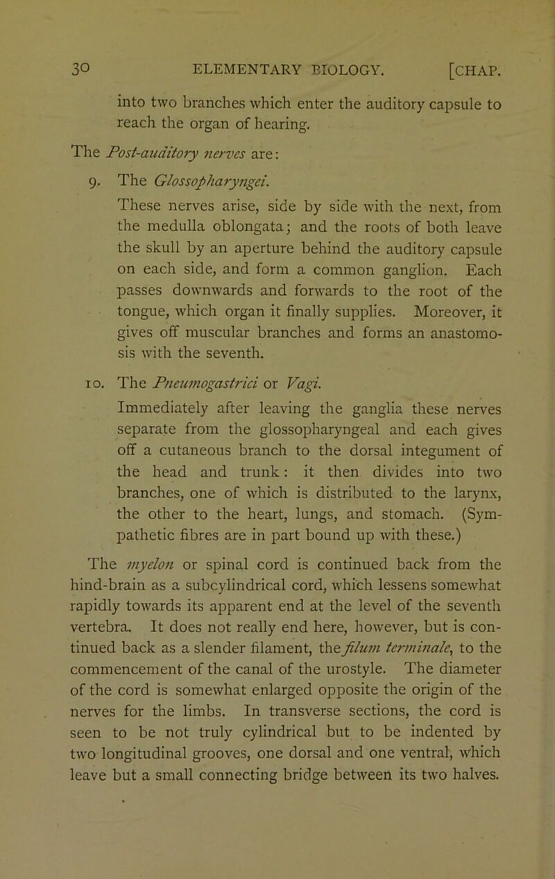 into two branches which enter the auditory capsule to reach the organ of hearing. The Post-auditory nerves are: 9. The Glossopharyngci. These nerves arise, side by side with the next, from the medulla oblongata; and the roots of both leave the skull by an aperture behind the auditory capsule on each side, and form a common ganglion. Each passes downwards and forwards to the root of the tongue, which organ it finally supplies. Moreover, it gives off muscular branches and forms an anastomo- sis with the seventh. 10. The Pneumogastrici or Vagi. Immediately after leaving the ganglia these nerves separate from the glossopharyngeal and each gives off a cutaneous branch to the dorsal integument of the head and trunk: it then divides into two branches, one of which is distributed to the larynx, the other to the heart, lungs, and stomach. (Sym- pathetic fibres are in part bound up with these.) The my cion or spinal cord is continued back from the hind-brain as a subcylindrical cord, which lessens somewhat rapidly towards its apparent end at the level of the seventh vertebra. It does not really end here, however, but is con- tinued back as a slender filament, thefilum terminate, to the commencement of the canal of the urostyle. The diameter of the cord is somewhat enlarged opposite the origin of the nerves for the limbs. In transverse sections, the cord is seen to be not truly cylindrical but to be indented by two longitudinal grooves, one dorsal and one ventral, which leave but a small connecting bridge between its two halves.