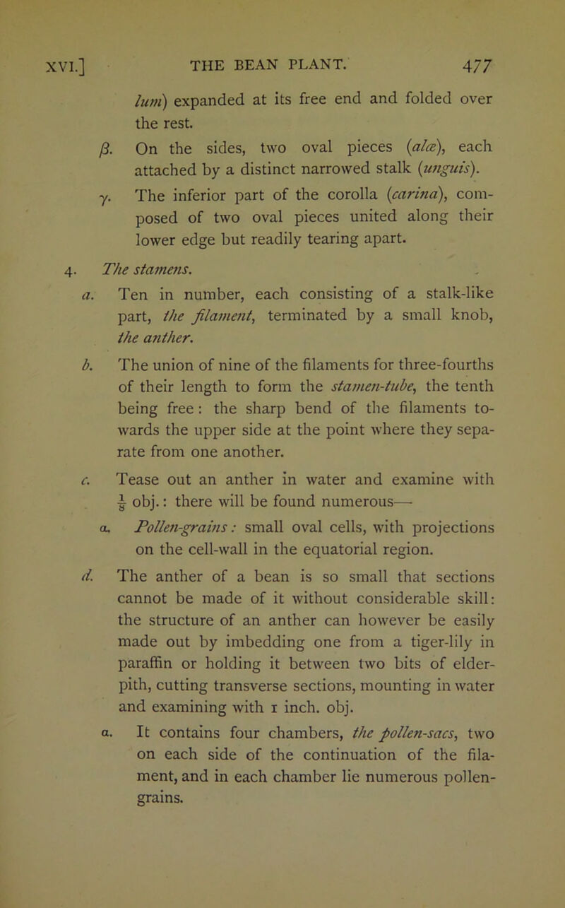 XVI.] THE BEAN PLANT. 4/7 lum) expanded at its free end and folded over the rest. /?. On the sides, two oval pieces (ala), each attached by a distinct narrowed stalk (unguis). y. The inferior part of the corolla (carina), com- posed of two oval pieces united along their lower edge but readily tearing apart. 4. The stamens. a. Ten in number, each consisting of a stalk-like part, the filament, terminated by a small knob, the anther. b. The union of nine of the filaments for three-fourths of their length to form the stamen-tube, the tenth being free: the sharp bend of the filaments to- wards the upper side at the point where they sepa- rate from one another. c. Tease out an anther in water and examine with T obj.: there will be found numerous—- a. Pollen-grains: small oval cells, with projections on the cell-wall in the equatorial region. d. The anther of a bean is so small that sections cannot be made of it without considerable skill: the structure of an anther can however be easily made out by imbedding one from a tiger-lily in paraffin or holding it between two bits of elder- pith, cutting transverse sections, mounting in water and examining with 1 inch. obj. a. It contains four chambers, the pollen-sacs, two on each side of the continuation of the fila- ment, and in each chamber lie numerous pollen- grains.
