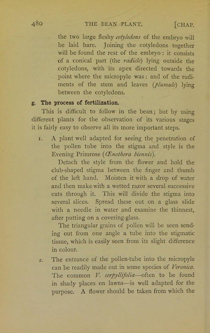 the two large fleshy cotyledons of the embryo will be laid bare. Joining the cotyledons together will be found the rest of the embryo : it consists of a conical part (the radicle) lying outside the cotyledons, with its apex directed towards the point where the micropyle was: and of the rudi- ments of the stem and leaves {plumule) lying between the cotyledons. g. The process of fertilization. This is difficult to follow in the bean; but by using different plants for the observation of its various stages it is fairly easy to observe all its more important steps. 1. A plant well adapted for seeing the penetration of the pollen tube into the stigma and style is the Evening Primrose {CEnoihera biennis). Detach the style from the flower and hold the club-shaped stigma between the finger and thumb of the left hand. Moisten it with a drop of water and then make with a wetted razor several successive cuts through it. This will divide the stigma into several slices. Spread these out on a glass slide with a needle in water and examine the thinnest, after putting on a covering-glass. The triangular grains of pollen will be seen send- ing out from one angle a tube into the stigmatic tissue, which is easily seen from its slight difference in colour. 2. The entrance of the pollen-tube into the micropyle can be readily made out in some species of Veronica. The common V. serpyllifolia—often to be found in shady places on lawns—is well adapted for the purpose. A flower should be taken from which the