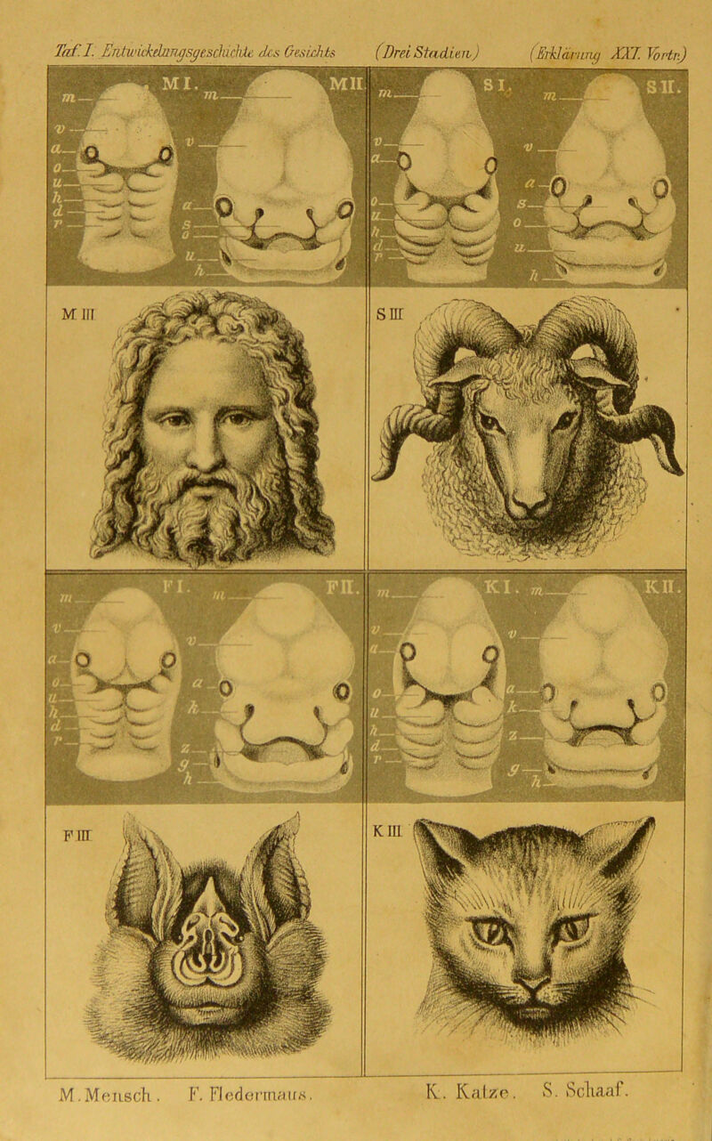 Taf.I. Entwickdungsgesdüclde des Oesuhte (Brei Stadien) (Erklärung XXL Vortn) M.Mensch . F. Fledermaus. IC. Katze. S. Scliaaf.