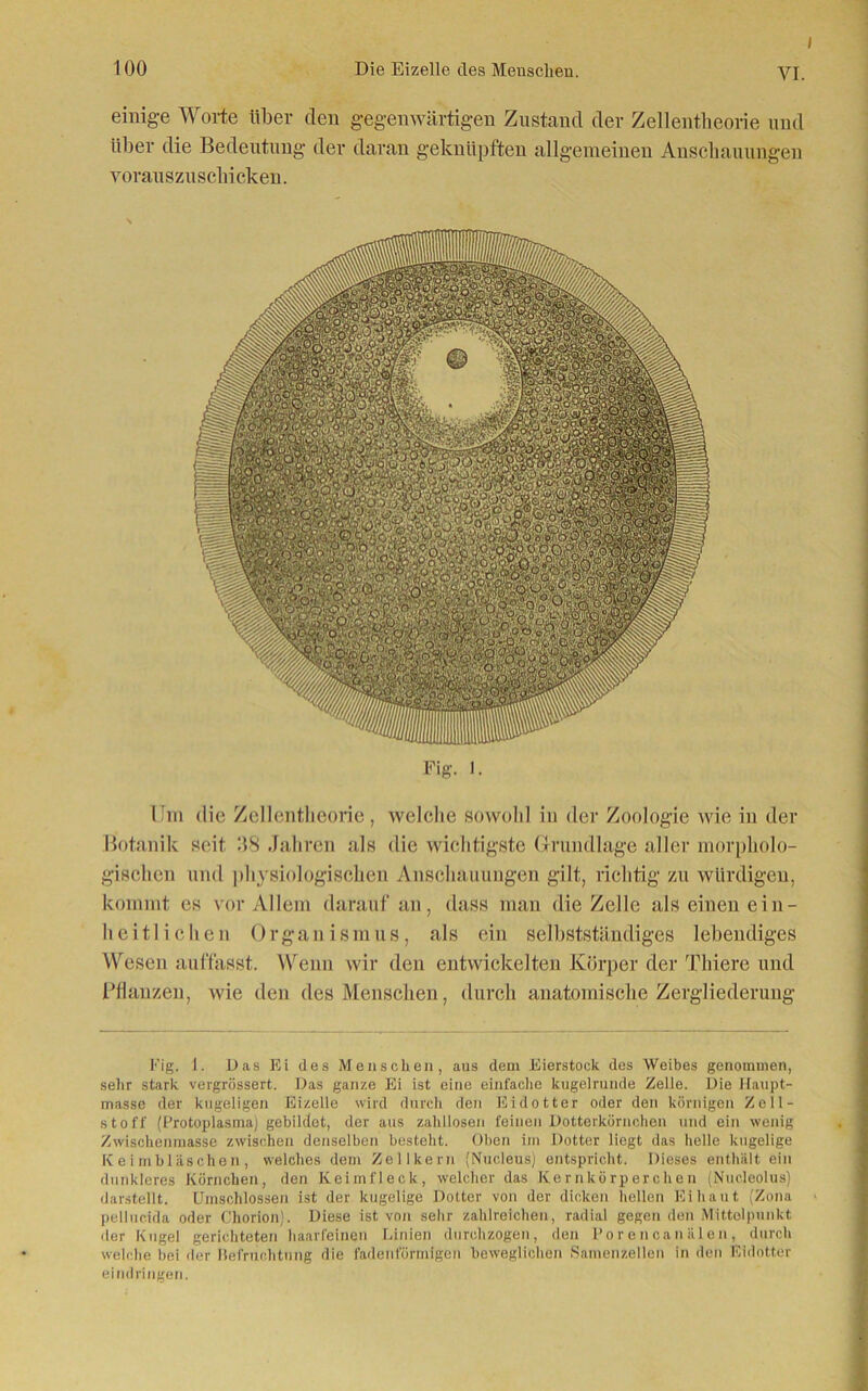 einige Worte über den gegenwärtigen Zustand der Zellentlieorie und über die Bedeutung der daran geknüpften allgemeinen Anschauungen Yorauszuscliicken. Fig. I. I m die Zellentheorie, welche sowohl in der Zoologie wie in der Botanik seit Ö8 Jahren als die wichtigste Grundlage aller morpholo- gischen und physiologischen Anschauungen gilt, richtig zu würdigen, kommt es vor Allem darauf an, dass man die Zelle als einen ein- heitlichen Organismus, als ein selbstständiges lebendiges Wesen auffasst. Wenn wir den entwickelten Körper der Thiere und Bilanzen, wie den des Menschen, durch anatomische Zergliederung Fig. 1. Das Ei des Menschen, aus dem Eierstock des Weibes genommen, sehr stark vergrössert. Das ganze Ei ist eine einfache kugelrunde Zelle. Die Haupt- masse der kugeligen Eizelle wird durch den Eidotter oder den körnigen Zell- stoff (Protoplasma) gebildet, der aus zahllosen feinen Dotterkörnchen und ein wenig Zwischenmasse zwischen denselben besteht. Oben im Dotter liegt das helle kugelige Keimbläschen, welches dem Zellkern (Nucleus) entspricht. Dieses enthält ein dunkleres Körnchen, den Keimfleck, welcher das Kernkörperchen (Nucleolus) darstellt. Umschlossen ist der kugelige Dotter von der dicken hellen Ei haut (Zona pellucida oder Chorion). Diese ist von sehr zahlreichen, radial gegen den Mittelpunkt der Kugel gerichteten haarfeinen Linien durchzogen, den Porencanälen, durch welche bei der llefruehtung die fadenförmigen beweglichen Samenzellen in den Eidotter eindringen.