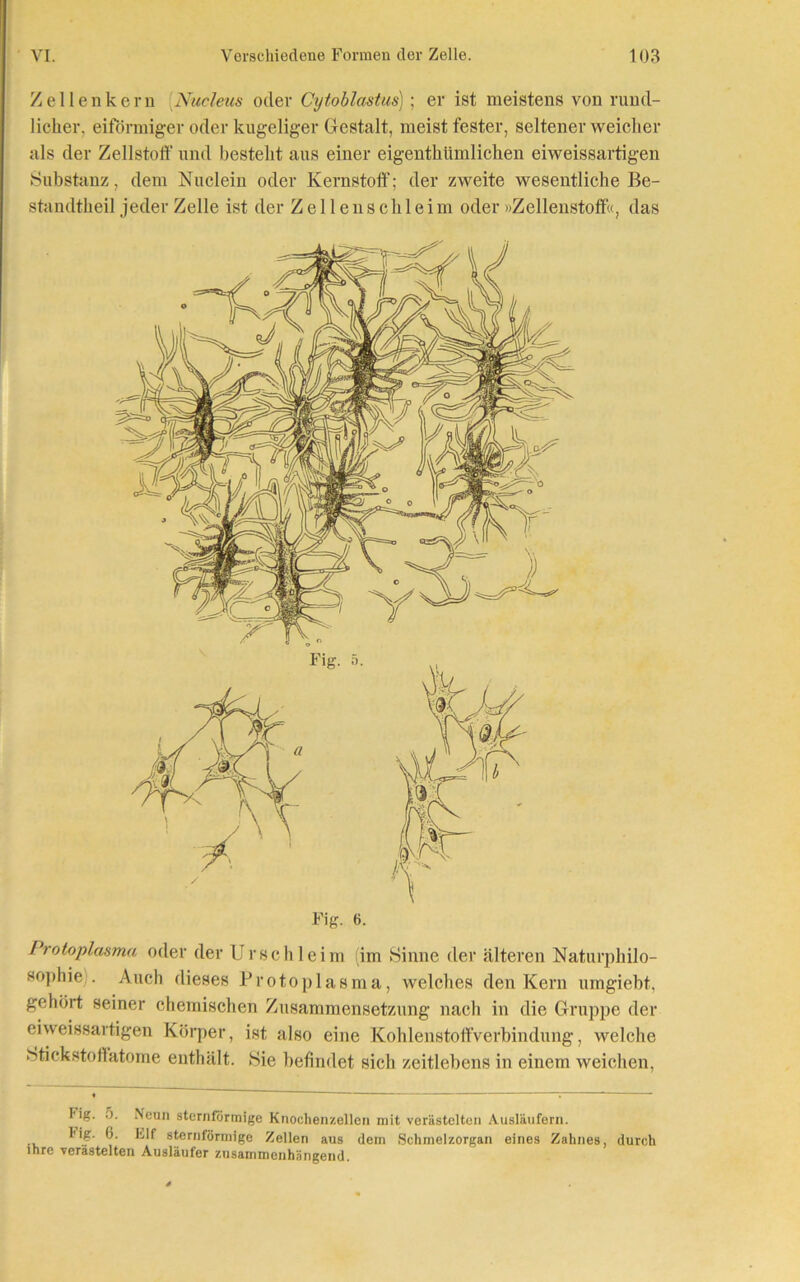 Zellen kern Nucleus oder Cytoblastus); er ist meistens von rund- licher. eiförmiger oder kugeliger Gestalt, meist fester, seltener weicher als der Zellstoff und besteht aus einer eigenthlimlichen eiweissartigen Substanz, dem Nuclein oder Kernstoff'; der zweite wesentliche Be- standtheil jeder Zelle ist der Zellenschleim oder »Zellenstoff«, das Fig. 6. Protoplasma oder der Urschleim (im Sinne der älteren Naturphilo- sophie . Auch dieses Protoplasma, welches den Kern umgiebt, gehört seiner chemischen Zusammensetzung nach in die Gruppe der eiweissartigen Körper, ist also eine Kohlenstoffverbindung, welche Stickstoffatome enthält. Sie befindet sich zeitlebens in einem weichen, I'ig. .). Neun sternförmige Knochenzellen mit verästelten Ausläufern. lig. (5. Elf sternförmige Zellen aus dem Schmelzorgan eines Zahnes, durch ihre verästelten Ausläufer zusammenhängend.