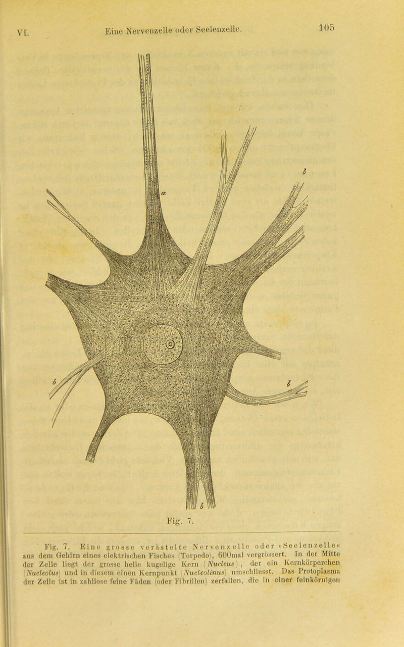 Fig. 7. Fig. 7. Eine grosse verästelte Nervenzelle oder «Seelen zelle« aus dem Gehirn eines elektrischen Fisches (Torpedo), GOOmal vergrüssert. In der Mitte der Zelle liegt der grosse helle kugelige Kern (Nucleus) , der ein Kernkörperchen [Nucleolus) und in diesem einen Kernpunkt (Nucleolinua) umsohliesst. Das Protoplasma der Zelle ist in zahllose feine Fäden (oder Fibrillen) zerfallen, die in einer feinkörnigen