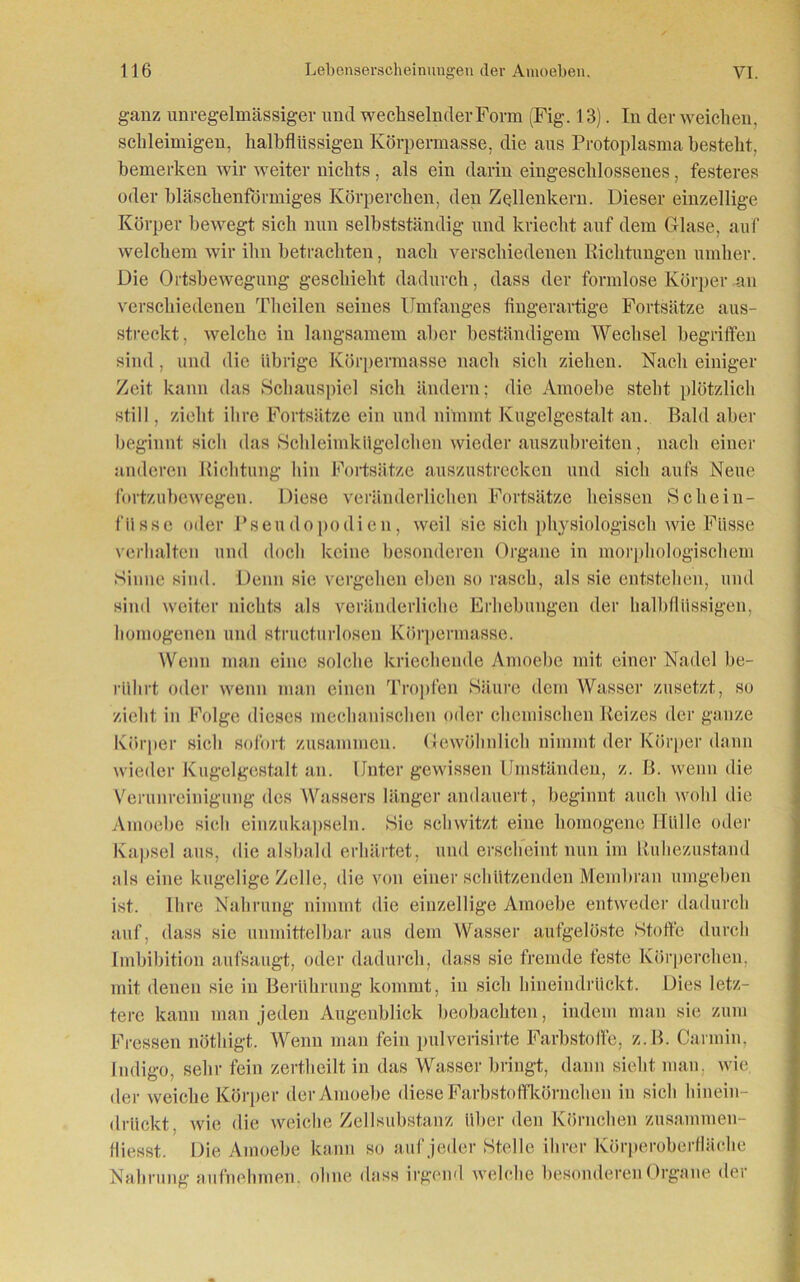 ganz unregelmässiger und wechselnder Form (Fig. 13). Tn der weichen, schleimigen, halbflüssigen Körpermasse, die aus Protoplasma besteht, bemerken wir weiter nichts, als ein darin eingeschlossenes, festeres oder bläschenförmiges Körperchen, den Zellenkern. Dieser einzellige Körper bewegt sich nun selbstständig und kriecht auf dem Glase, auf welchem wir ihn betrachten, nach verschiedenen Richtungen umher. Die Oi'tsbewegung geschieht dadurch, dass der formlose Körper au verschiedenen Th eilen seines Umfanges fingerartige Fortsätze aus- streckt, welche in langsamem aber beständigem Wechsel begriffen sind , und die übrige Körpermasse nach sich ziehen. Nach einiger Zeit, kann das Schauspiel sich ändern; die Amoehe steht plötzlich still, zieht ihre Fortsätze ein und nimmt Kugelgestalt an. Bald aber beginnt sich das Schleimkügelchen wieder auszubreiten, nach einer anderen Richtung hin Fortsätze auszustrecken und sich aufs Neue fortzubewegen. Diese veränderlichen Fortsätze heissen Schein- füsse oder Pseudopodien, weil sie sich physiologisch wie Füsse verhalten und doch keine besonderen Organe in morphologischem Sinne sind. Denn sie vergehen eben so rasch, als sie entstehen, und sind weiter nichts als veränderliche Erhebungen der halbfliissigen, homogenen und structurlosen Körpermasse. Wenn man eine solche kriechende Amoehe mit einer Nadel be- rührt oder wenn man einen Tropfen Säure dem Wasser zusetzt, so zieht in Folge dieses mechanischen oder chemischen Reizes der ganze Körper sich sofort zusammen. Gewöhnlich nimmt der Körper dann wieder Kugelgestalt an. Unter gewissen Umständen, z. B. wenn die Verunreinigung des Wassers länger andauert, beginnt auch wohl die Amoehe sieh einzukapseln. Sie schwitzt eine homogene Hülle oder Kapsel aus, die alsbald erhärtet, und erscheint nun im Ruhezustand als eine kugelige Zelle, die von einer schützenden Membran umgeben ist. Ihre Nahrung nimmt die einzellige Amoehe entweder dadurch auf, dass sie unmittelbar aus dem Wasser aufgelöste Stoffe durch Imbibition aufsaugt, oder dadurch, dass sie fremde feste Körperchen, mit denen sie in Berührung kommt, in sich hineindrückt. Dies letz- tere kann man jeden Augenblick beobachten, indem man sie zum Fressen nöthigt. Wenn man fein pulverisirte Farbstoffe, z.B. Carmin, Indigo, sehr fein zcrtheilt in das Wasser bringt, dann sieht man. wie der weiche Körper der Amoehe diese Farbstoffkörnchen in sich hinein- drltckt, wie die weiche Zellsubstanz über den Körnchen zusammen- fliesst. Die Amoehe kann so auf jeder Stelle ihrer Körperoberfläche Nahrung aufnehmen, ohne dass irgend welche besonderen Organe der