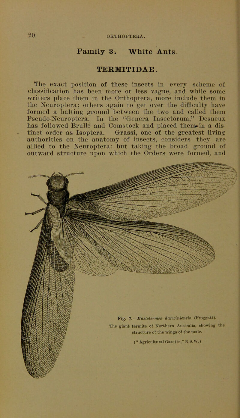 Family 3. White Ants. TERMITIDAE. The exact position of these insects in every scheme of classification has been more or less vague, and while some writers place them in the Orthoptera, more include them in the Neuroptera; others again to get over the difficulty have formed a halting ground between the two and called them Pseudo-Neuroptera. In the “Genera Insectorum,” Desneux has followed Brulle and Comstoclc and placed therein a dis- tinct order as Isoptera. Grassi, one of the greatest living authorities on the anatomy of insects, considers they are allied to the Neuroptera: but taking the broad ground of outward structure upon which the Orders were formed, and