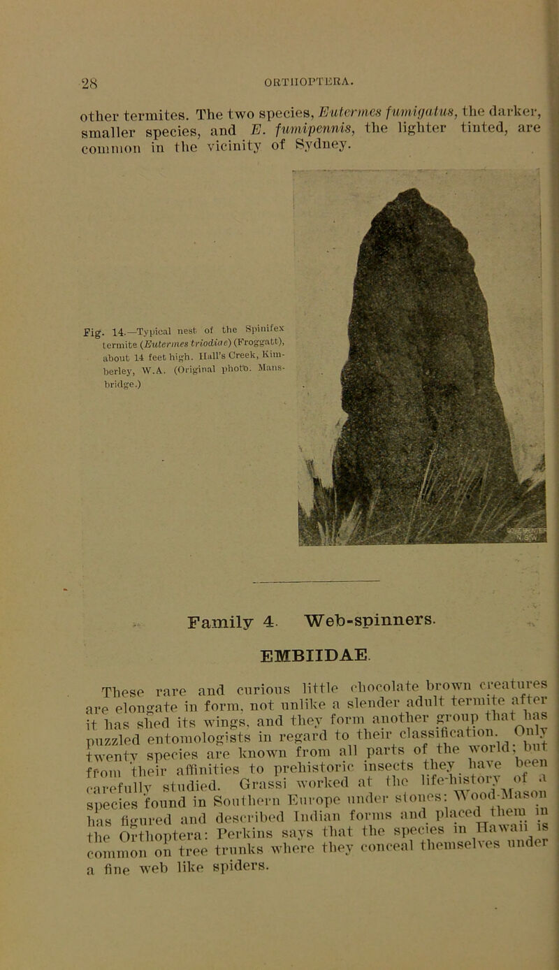 other termites. The two species, Eutermes fumigatus, the darker, smaller species, and E. fumipcnnis, the lighter tinted, aie common in the vicinity of Sydney. Pig. 14.—Typical nesfc of the Spinifex termite (Eutermes triodiae) (Froggatt), about 14 feet high. Hall’s Creek, Kim- berley, W.A. (Original photo. Mans- brklge.) Family 4 Web-spinners. EMBIIDAE These rare and curious little chocolate brown creatures are elongate in form, not unlike a slender adult termite after it has shed its wings, and they form another group that has puzzled entomologists in regard to their classification. n y twenty species are known from all parts of the world; but from their affinities to prehistoric insects they have been carefully studied. Grass! worked at the hteh»t«ry of species found in Southern Europe under stones Wood^Iason has figured and described Indian forms and placed them m the Orthoptera: Perkins says that the species in Hawaii is common on tree trunks where they conceal themselves under a fine web like spiders.