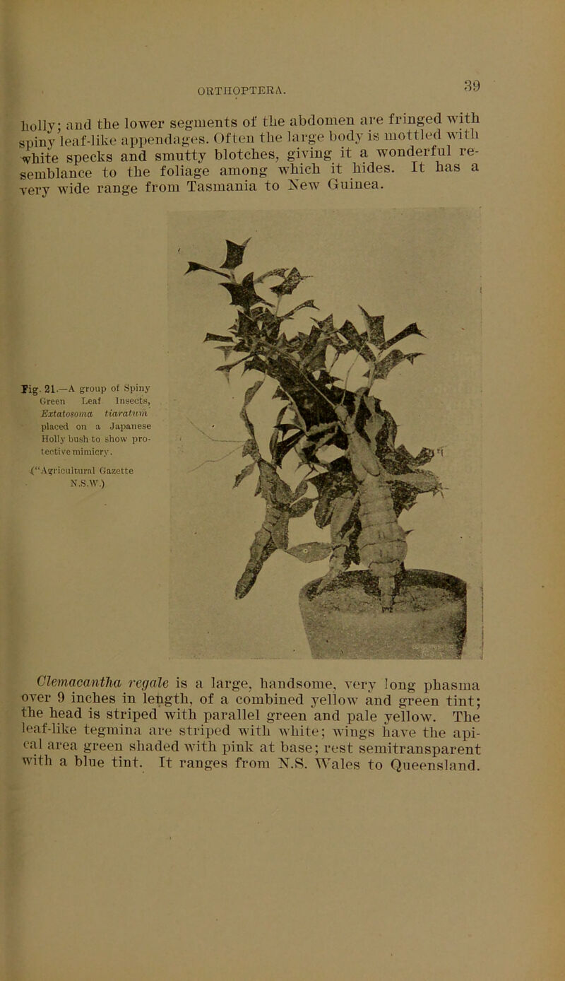 liollv aiul the lower segments oi! the abdomen are fringed with spiny leaf-like appendages. Often the large body is mottled with white specks and smutty blotches, giving it a wonderful re- semblance to the foliage among which it hides. It has a very wide range from Tasmania to Xew Guinea. Tig. 21. A group of Spiny Green Leaf Insects, Extatosoma tiaratum placed on a Japanese Holly bush to show pro- tective mimicry. {“Agricultural Gazette N.S.W.) Clemacantlia regale is a large, handsome, very long phasma over 9 inches in length, of a combined yellow and green tint; the head is striped with parallel green and pale yellow. The leaf-like tegmina are striped with white; wings have the api- cal area green shaded with pink at base; rest semitransparent with a blue tint. It ranges from N.S. Wales to Queensland.