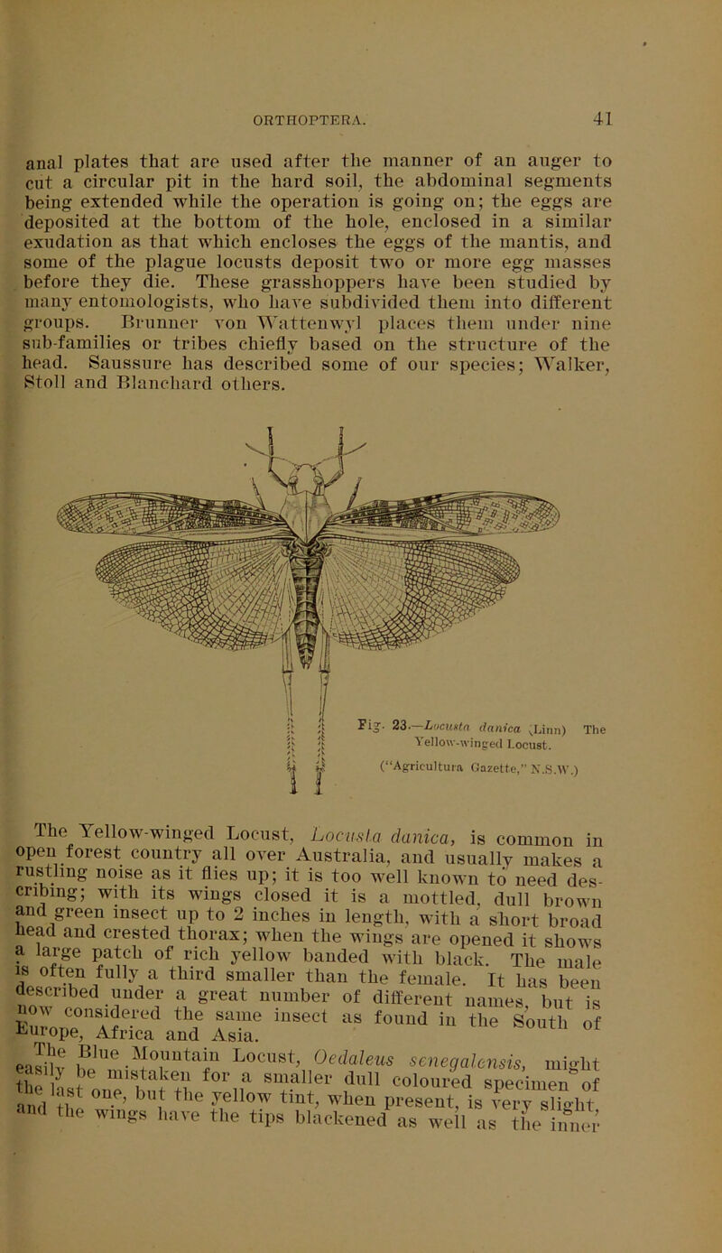 anal plates that are used after the manner of an auger to cut a circular pit in the hard soil, the abdominal segments being extended while the operation is going on; the eggs are deposited at the bottom of the hole, enclosed in a similar exudation as that which encloses the eggs of the mantis, and some of the plague locusts deposit two or more egg masses before they die. These grasshoppers have been studied by many entomologists, who have subdivided them into different groups. Brunner von Wattenwyl places them under nine sub-families or tribes chiefly based on the structure of the head. Saussure has described some of our species; Walker, Stoll and Blanchard others. Fig'- 23.—Lueunta danica vLinn) Yellow-winged Locust. (“Agrieultura Gazette,” N.S.W.) The The lellow-winged Locust, LocusLa danica, is common in open forest country all over Australia, and usually makes a rustling noise as it flies up; it is too well known to need des- cribing; with its wings closed it is a mottled, dull brown and green insect up to 2 inches in length, with a short broad head and crested thorax; when the wings are opened it shows a large patch of rich yellow banded with black. The male is often fully a third smaller than the female. It has been nowIrned-rdel‘ 5 great immbei‘ of different names, but is SLp A?ei’ed T mSGCt aS f0UUd hl the South of Europe, Africa and Asia. «uShi .®lne Locust, Oedaleus senegaknsis, might I>e mistaken for a smaller dull coloured snerinim ,,f t’rn'ast one, but the yellow tint, when present!IsTeryXht •m,I the wings have the tips blackened as well as the inner