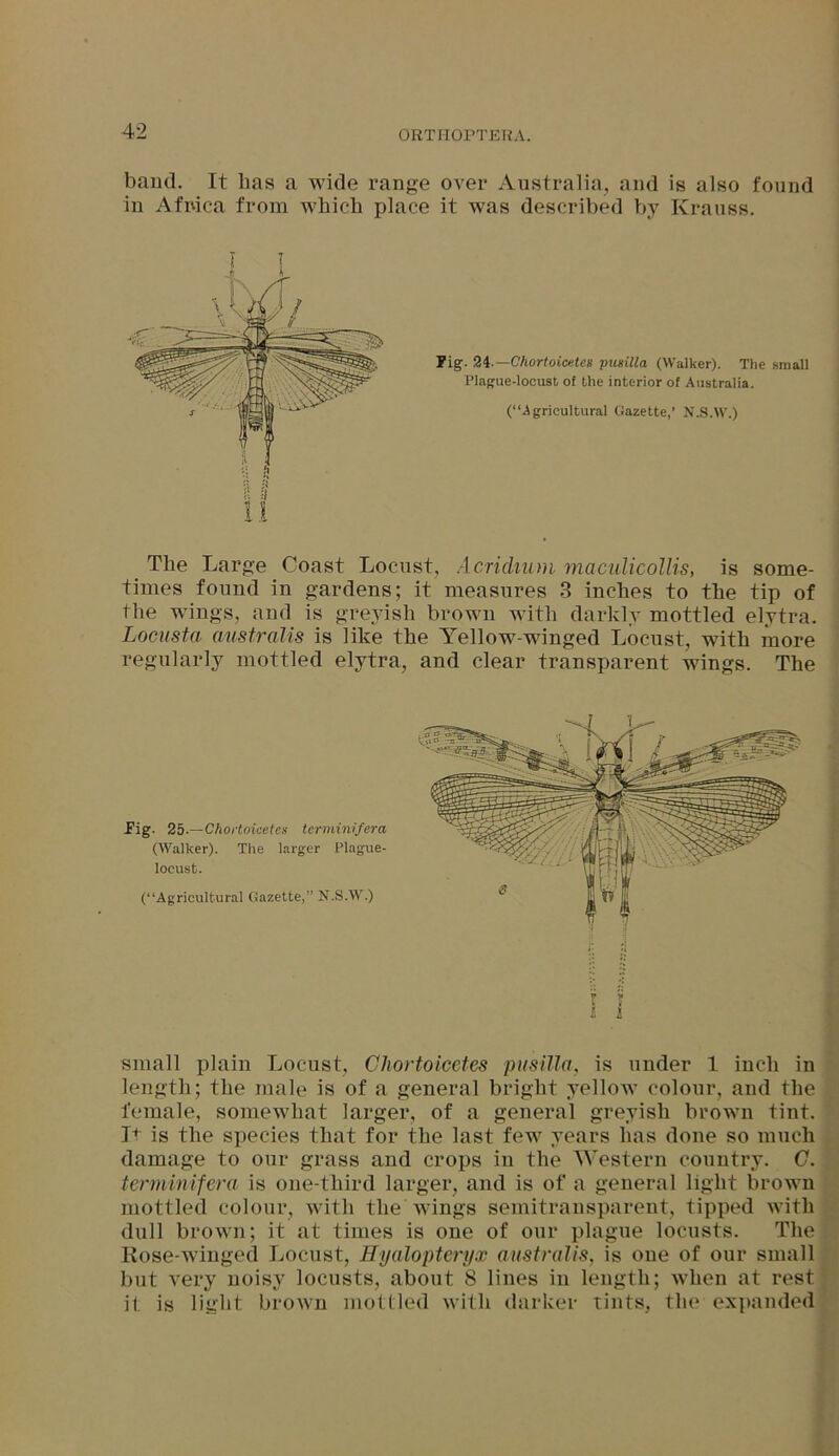 baud. It lias a wide range over Australia, and is also found in Africa from which place it was described by Krauss. Pig. 24.—Chortoicetes pimilla (Walker). The small Plague-locust of the interior of Australia. (“Agricultural Gazette,’ N.S.W.) The Large Coast Locust, Acridium maculicollis, is some- times found in gardens; it measures 3 inches to the tip of the wings, and is greyish brown with darkly mottled elytra. Locusta australis is like the Yellow-winged Locust, with more regularly mottled elytra, and clear transparent wings. The Pig. 25. —Chortoicetes termini/era (Walker). The larger Plague- locust. (“Agricultural Gazette,” N.S.W.) small plain Locust, Chortoicetes pusilla, is under 1 inch in length; the male is of a general bright yellow colour, and the female, somewhat larger, of a general greyish brown tint. It is the species that for the last few years has done so much damage to our grass and crops in the Western country. C. terminifera is one-third larger, and is of a general light brown mottled colour, with the wings semitransparent, tipped with dull brown; it at times is one of our plague locusts. The Rose-winged Locust, Eyalopteryx australis, is one of our small but very noisy locusts, about 8 lines in length; when at rest it is light brown mottled with darker tints, the expanded