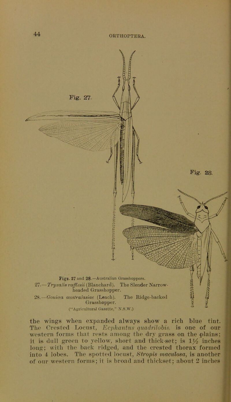 ORTHOPTERA. Fig. 27- Figs- 27 and 28-—Australian Grasshoppers. 27. —Tryxalis rafflesii (Blanchard). The Slender Narrow- headed Grasshopper. 28. —Gonicea auslratasiae (Leach). The Ridge-backed Grasshopper. (“Agricultural Gazette, N.S.W.) Fig. 28. the wings when expanded always show a rich bine tint. The Crested Locust, Ecphantus quadrilobis. is one of onr western forms that rests among the dry grass on the -plains: it is dull green to yellow, short and thick-set; is ll/2 inches long; with the back ridged, and the crested thorax formed into 4 lobes. The spotted locust, Stropis maculosa, is another of our western forms; it is broad and thickset; about 2 inches