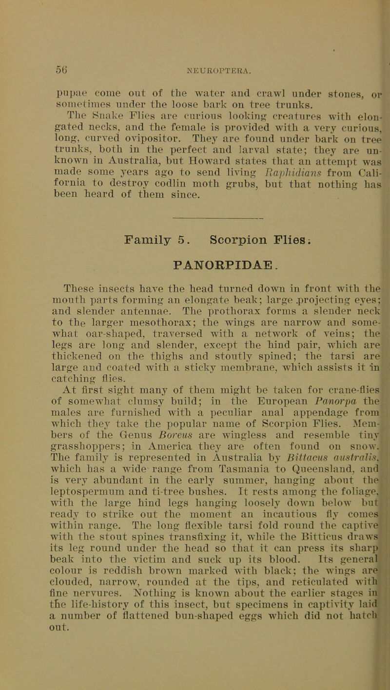 pupae come out of the water and crawl under stones, or sometimes under the loose bark on tree trunks. The Snake Flies are curious looking creatures with elon- gated necks, and the female is provided with a very curious, long, curved ovipositor. They are found under baric on tree trunks, both in the perfect and larval state; they are un- known in Australia, but Howard states that an attempt was made some years ago to send living Rapliidians from Cali- fornia to destroy codlin moth grubs, but that nothing has been heard of them since. Family 5. Scorpion Flies; PANORPIDAE. These insects have the head turned down in front with the mouth parts forming an elongate beak; large .projecting eyes; and slender antennae. The prothorax forms a slender neck to the larger mesothorax; the wings are narrow and some- what oar-shaped, traversed with a network of veins; the legs are long and slender, except the hind pair, which are thickened on the thighs and stoutly spined; the tarsi are large and coated with a sticky membrane, which assists it in catching flies. At first sight many of them might be taken for crane-flies of somewhat clumsy build; in the European Panorpa the males are furnished with a peculiar anal appendage from which they take the popular name of Scorpion Flies. Mem- bers of the Genus Boreus are wingless and resemble tiny grasshoppers; in America they are often found on snow. The family is represented in Australia by Bittacus australis, which has a wide range from Tasmania to Queensland, and is very abundant in the early summer, hanging about the leptospermum and ti-tree bushes. It rests among the foliage, with the large hind legs hanging loosely down below but ready to strike out the moment an incautious fly comes within range. The long flexible tarsi fold round the captive with the stout spines transfixing it, while the Bitticus draws its leg round under the head so that it can press its sharp beak into the victim and suck up its blood. Its general colour is reddish brown marked with black; the wings are clouded, narrow, rounded at the tips, and reticulated with fine nervures. Nothing is known about the earlier stages in the life-history of this insect, but specimens in captivity laid a number of flattened bun-sliaped eggs which did not hatch out.