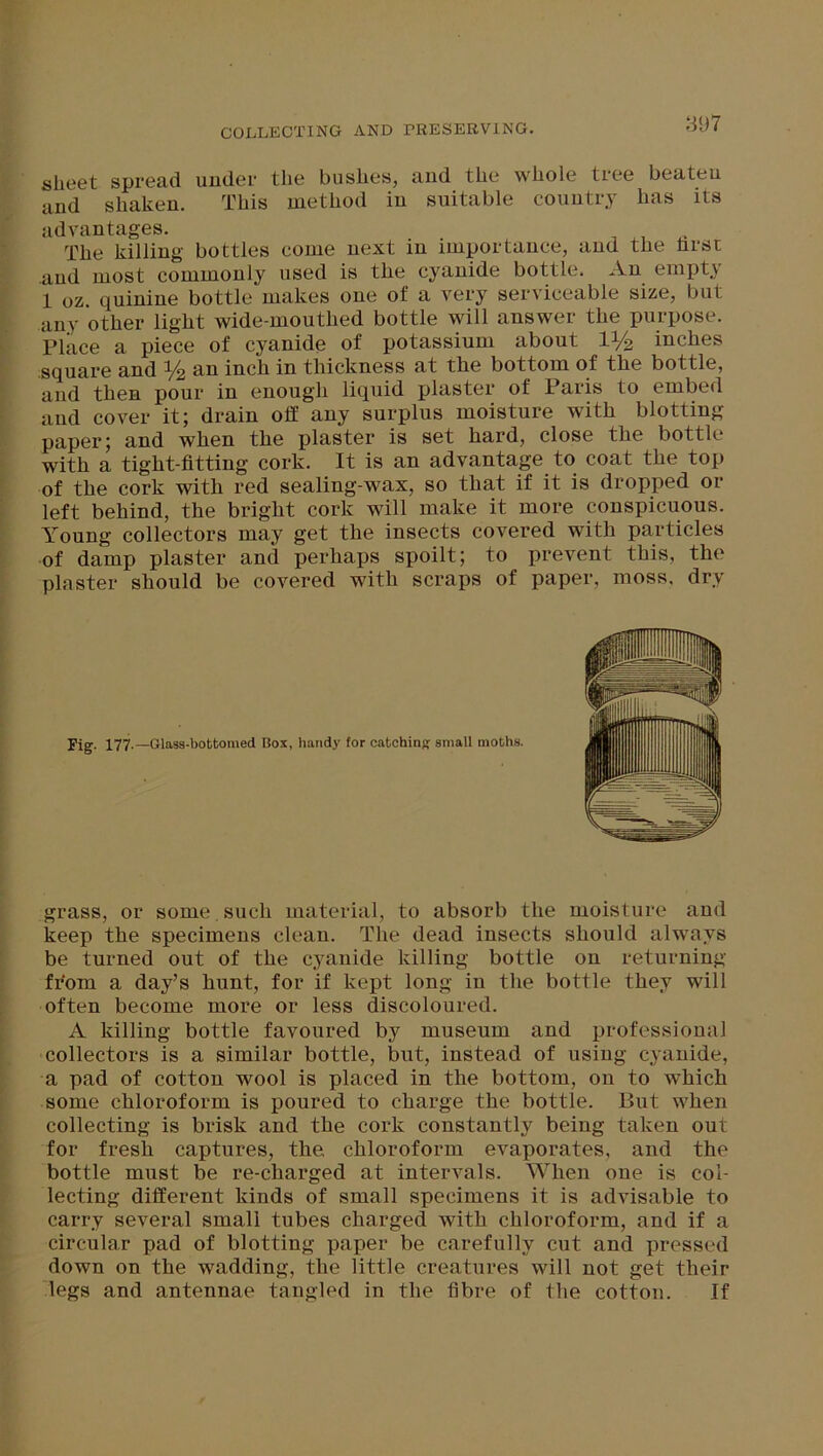 sheet spread under the bushes, and the whole tree beaten and shaken. This method in suitable country has its advantages. The killing bottles come next in importance, and the hrst and most commonly used is the cyanide bottle. An empty 1 oz. quinine bottle makes one of a very serviceable size, but any other light wide-mouthed bottle will answer the purpose. Place a piece of cyanide of potassium about lx/2 inches square and y2 an inch in thickness at the bottom of the bottle, and then pour in enough liquid plaster of Paris to embed and cover it; drain off any surplus moisture with blotting paper; and when the plaster is set hard, close the bottle with a tight-fitting cork. It is an advantage to coat the top of the cork with red sealing-wax, so that if it is dropped or left behind, the bright cork will make it more conspicuous. Young collectors may get the insects covered with particles of damp plaster and perhaps spoilt; to prevent this, the plaster should be covered with scraps of paper, moss, dry Fig- 177.— Glass-bottomed Box, handy for catching small moths. grass, or some. such material, to absorb the keep the specimens clean. The dead insects should always be turned out of the cyanide killing bottle on returning from a day’s hunt, for if kept long in the bottle they will often become more or less discoloured. A killing bottle favoured by museum and professional collectors is a similar bottle, but, instead of using cyanide, a pad of cotton wool is placed in the bottom, on to which some chloroform is poured to charge the bottle. But when collecting is brisk and the cork constantly being taken out for fresh captures, the chloroform evaporates, and the bottle must be re-charged at intervals. When one is col- lecting different kinds of small specimens it is advisable to carry several small tubes charged with chloroform, and if a circular pad of blotting paper be carefully cut and pressed down on the wadding, the little creatures will not get their legs and antennae tangled in the fibre of the cotton. If