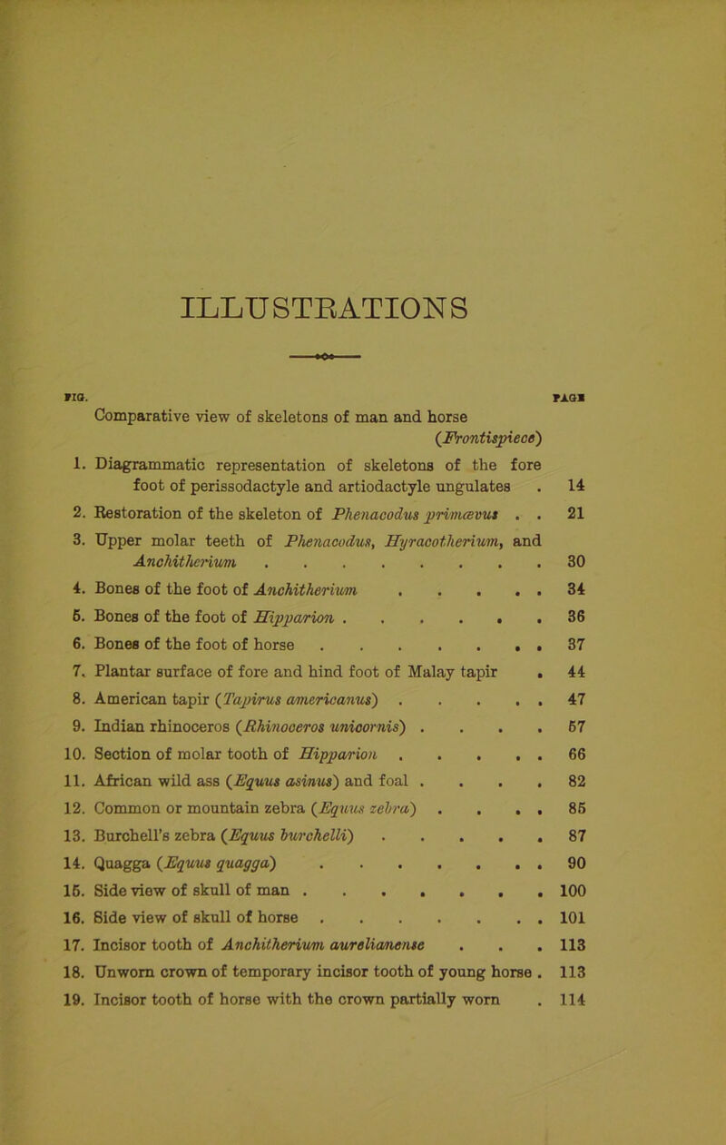 ILLU STEATION S »IQ. Comparative view of skeletons of man and horse (Frontispiece) 1. Diagrammatic representation of skeletons of the fore foot of perissodactyle and artiodactyle ungulates 2. Restoration of the skeleton of Phenacodus prvmcevut . . 3. Upper molar teeth of Phenacodus, Hyraootlierivm, and Anchithcriuni 4. Bones of the foot of Anchitherivm 5. Bones of the foot of Hippa/rion 6. Bones of the foot of horse ....... 7. Plantar surface of fore and hind foot of Malay tapir . 8. American tapir (Tapirus americanus) 9. Indian rhinoceros (Rhinoceros unicornis) . . . . 10. Section of molar tooth of Hipparion 11. African wild ass (Equus asinus) and foal . . . . 12. Common or mountain zebra (Equus zebra) . . . , 13. Burchell’s zebra (Equus bwchelli) . ... . 14. Quagga (Equus quagga) 15. Side view of skull of man ....... 16. Side view of skull of horse 17. Incisor tooth of Anchitherium aurelianense 18. Unworn crown of temporary incisor tooth of young horse . 19. Incisor tooth of horse with the crown partially worn PJLOl 14 21 30 34 36 37 44 47 67 66 82 85 87 90 100 101 113 113 114