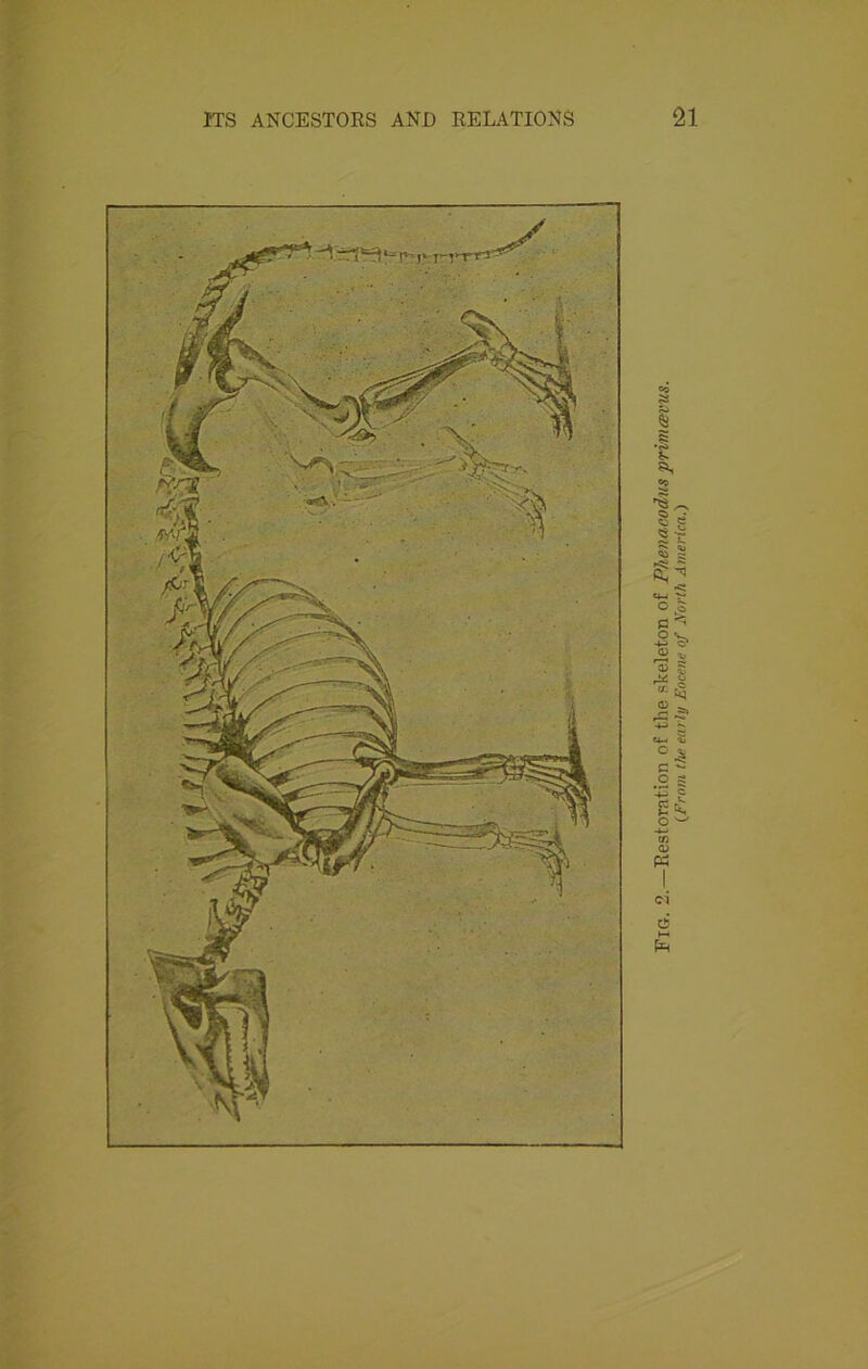 Fig. 2.—Restoration of the skeleton of Phenacodus primesvus. {From the early Eocene of Forth America.)