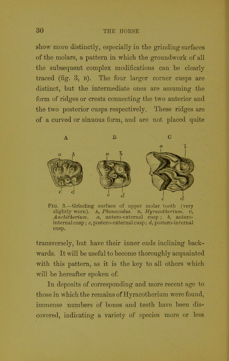 show more distinctly, especially in the grinding surfaces of the molars, a pattern in which the groundwork of all the subsequent complex modifications can be clearly traced (fig. 3, b). The four larger corner cusps are distinct, but the intermediate ones are assuming the form of ridges or crests connecting the two anterior and the two posterior cusps respectively. These ridges are of a curved or sinuous form, and are not placed quite A B C a 7> Fig. 3.—Grinding surface of upper molar tooth (very slightly worn). A, Phenaoodus. b, Hyracutherium. C, Anchitherium. a, antero-external cusp ; b, antero- internalcusp; c,postero-externalcusp; d, postero-internal cusp. transversely, but have their inner ends inclining back- wards. It will be useful to become thoroughly acquainted with this pattern, as it is the key to all others which will be hereafter spoken of. In deposits of corresponding and more recent age to those in which the remains of Hyracotherium were found, immense numbers of bones and teeth have been dis- covered, indicating a variety of species more or less